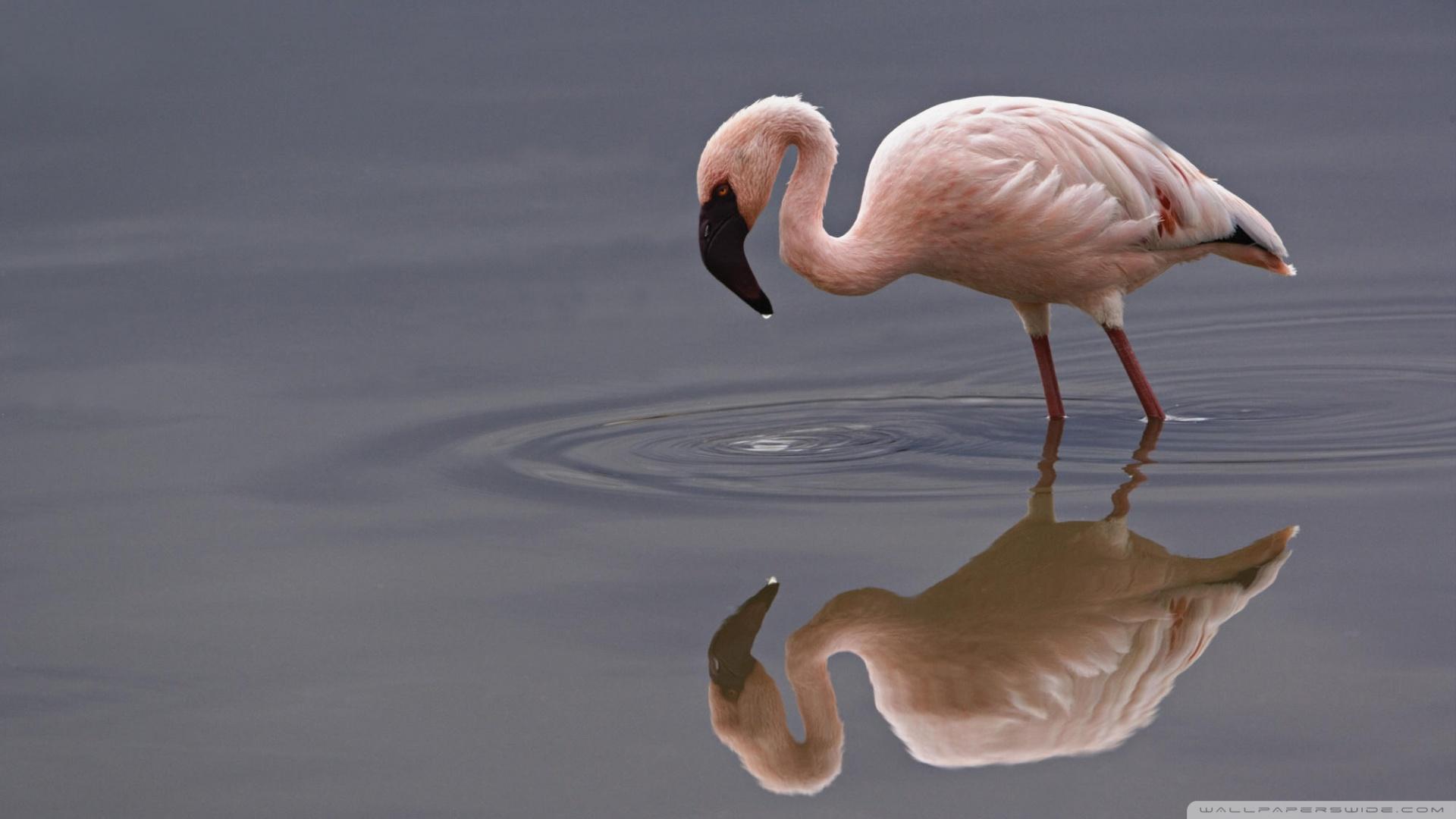 Lake Nakuru Wallpapers