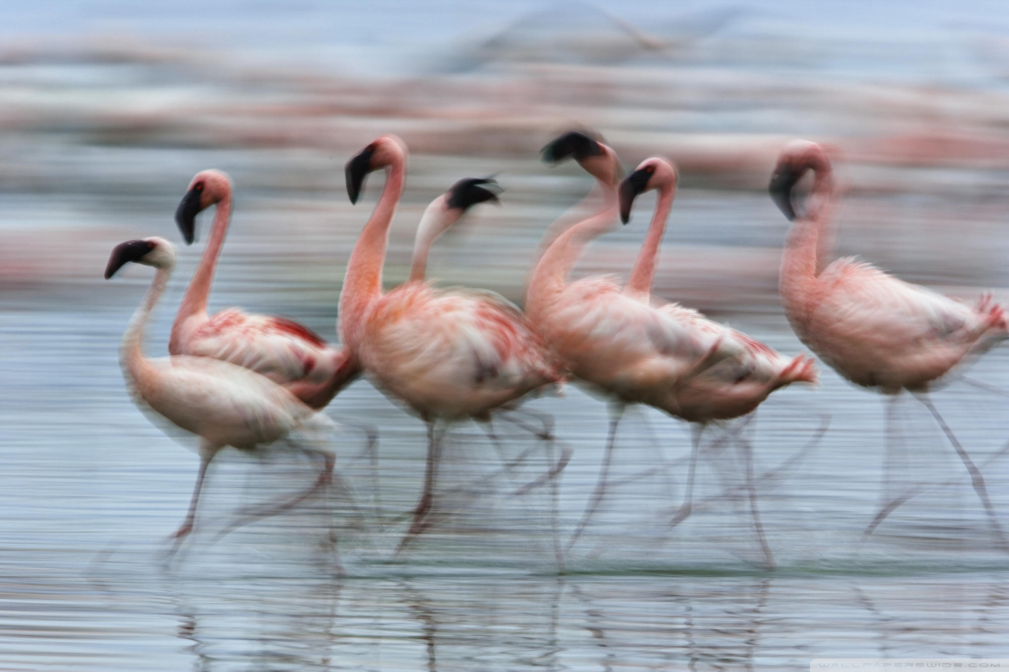 Lake Nakuru Wallpapers