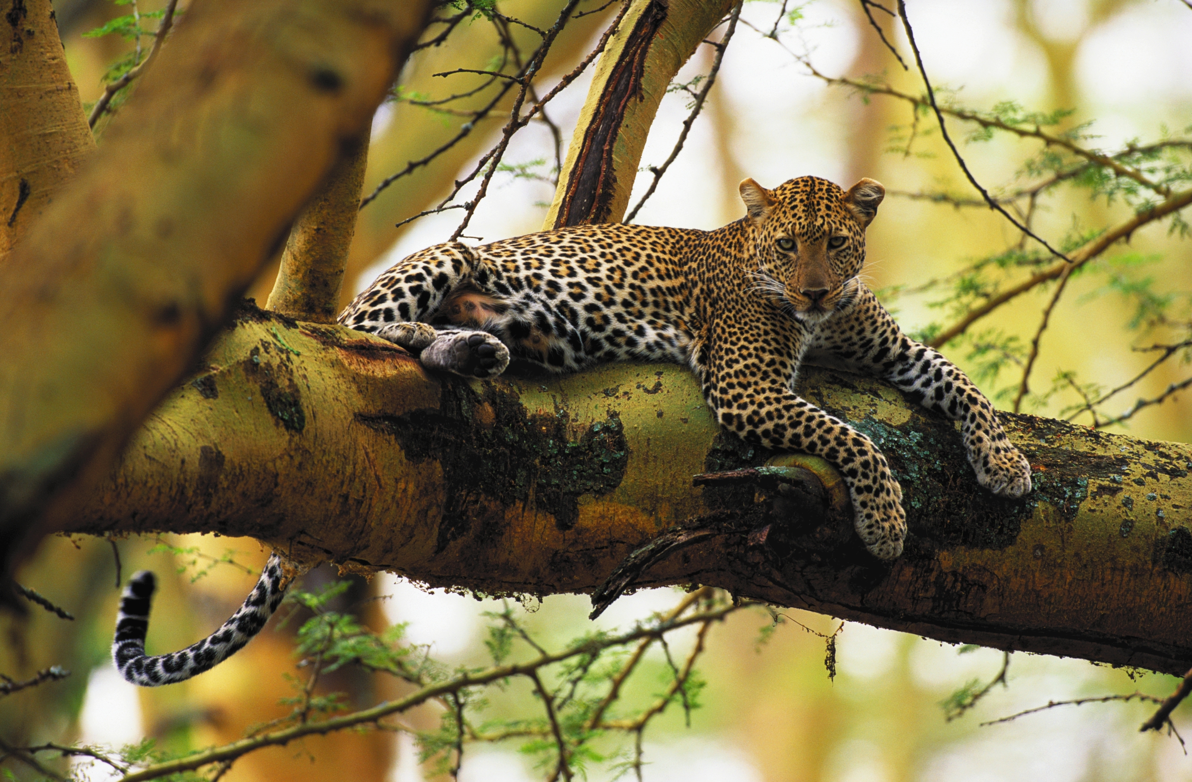 Lake Nakuru Wallpapers