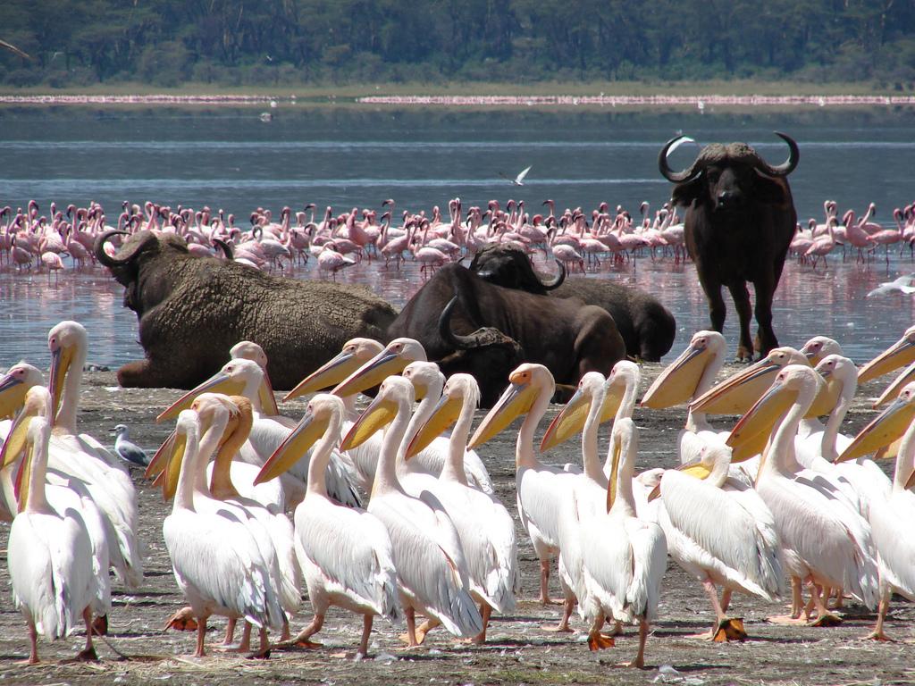 Lake Nakuru Wallpapers