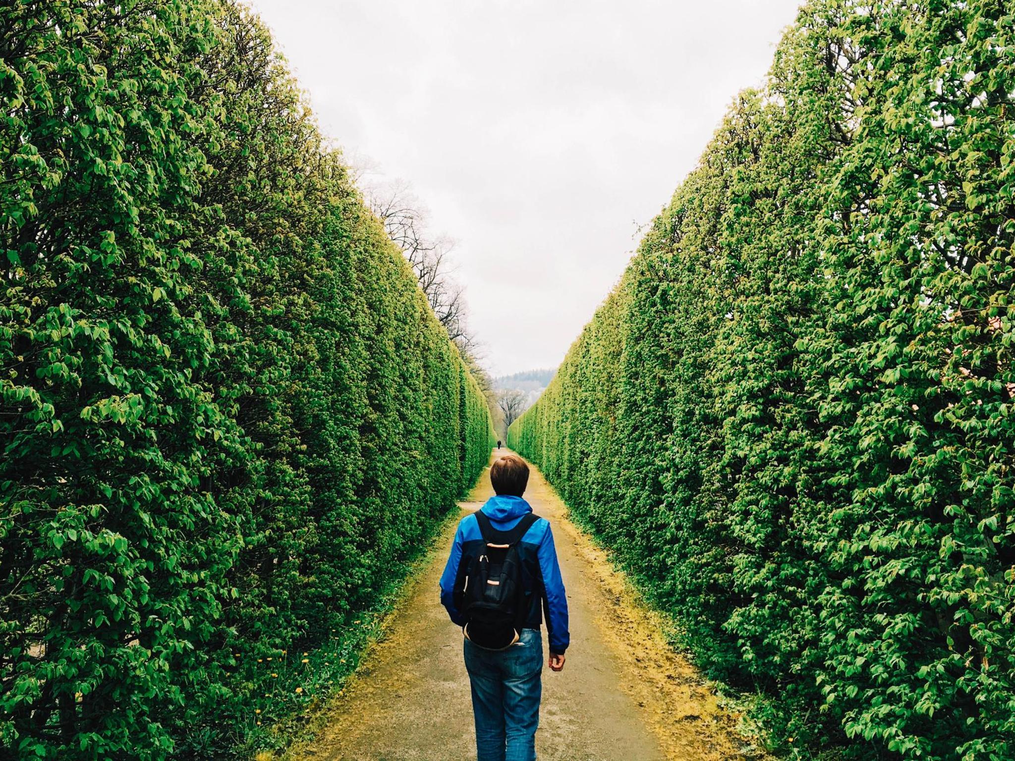 Longleat Maze Wallpapers