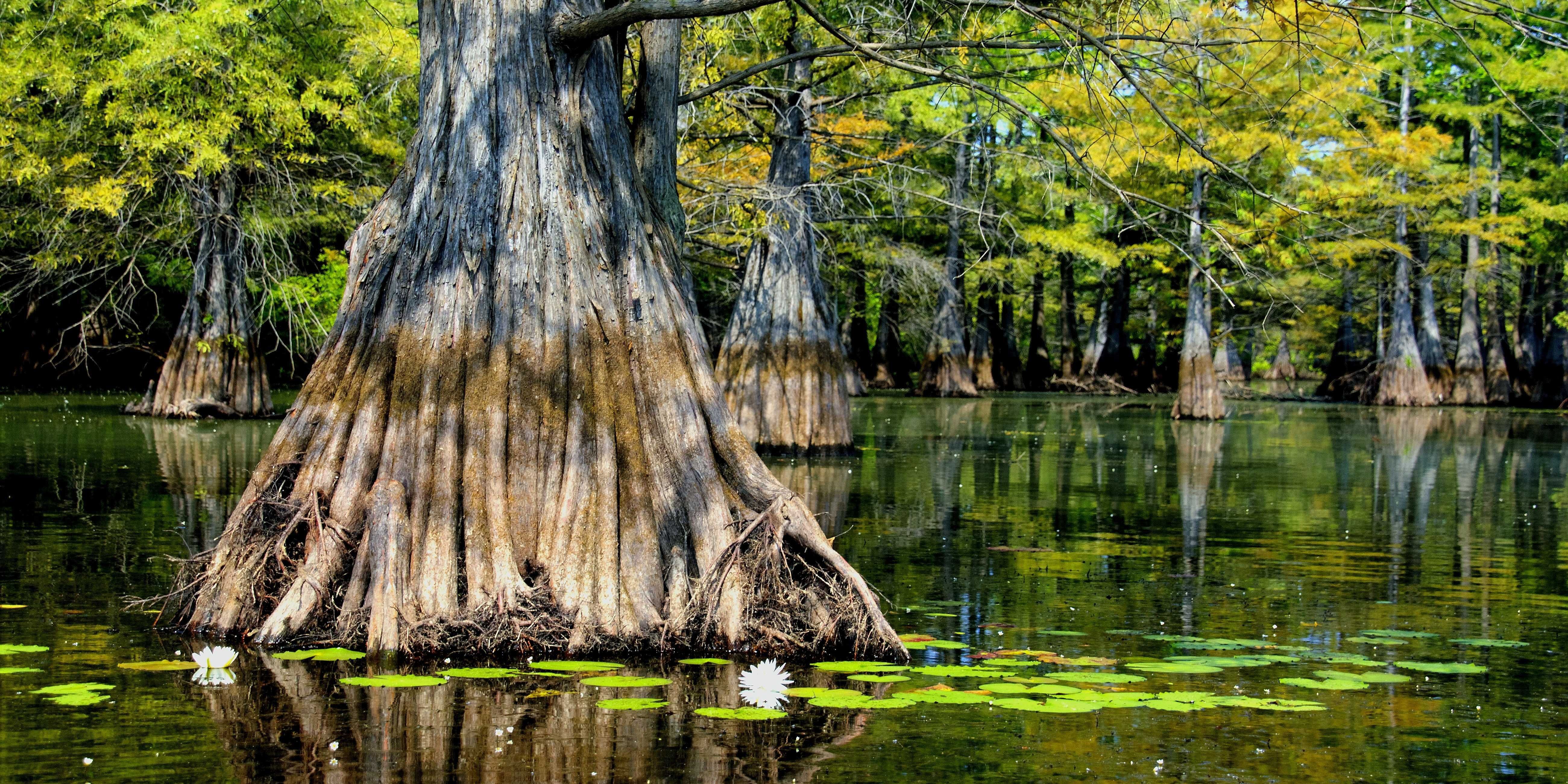 Louisiana Wallpapers