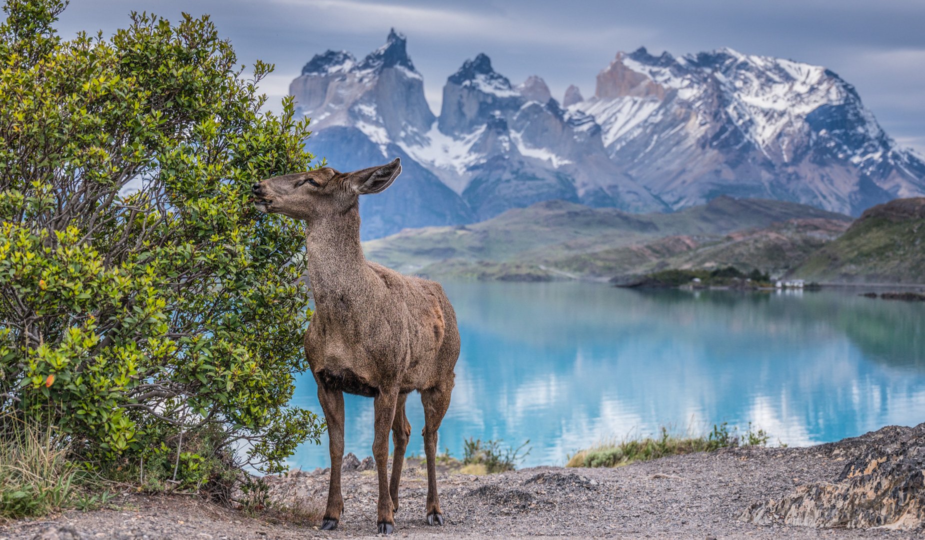 Magallanes Mountain Chile Wallpapers