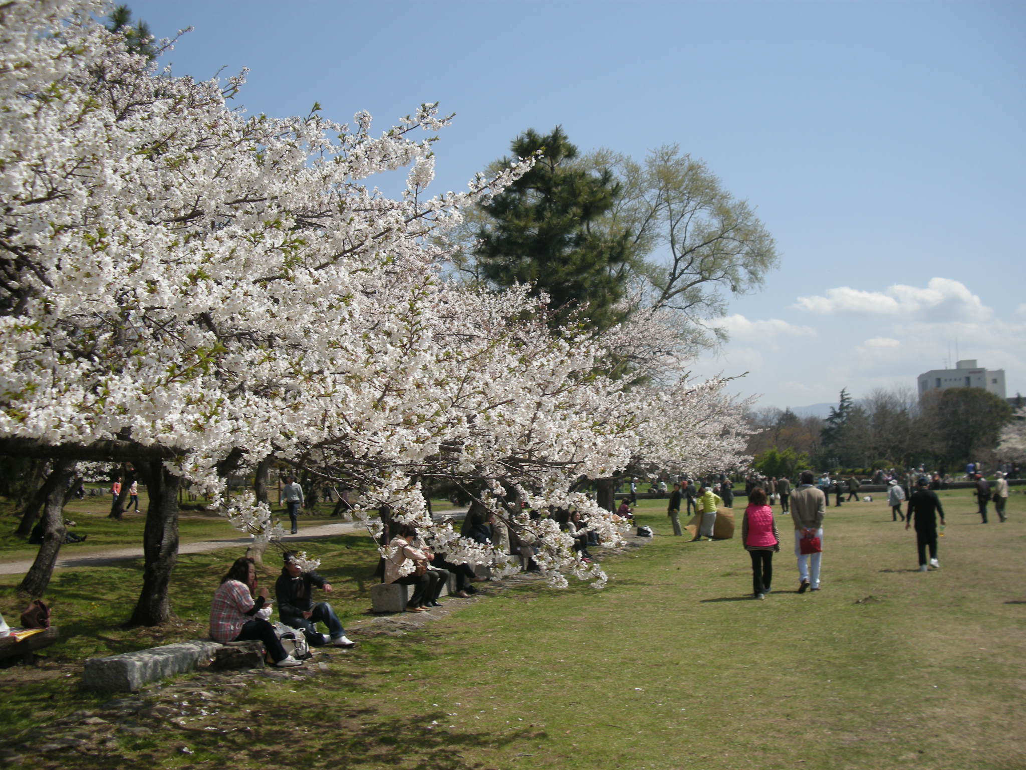 Nagahama Castle Wallpapers