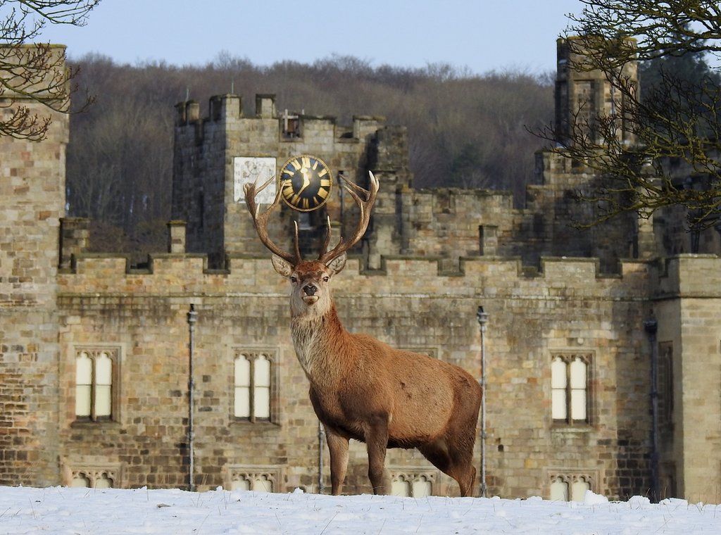 Raby Castle Wallpapers