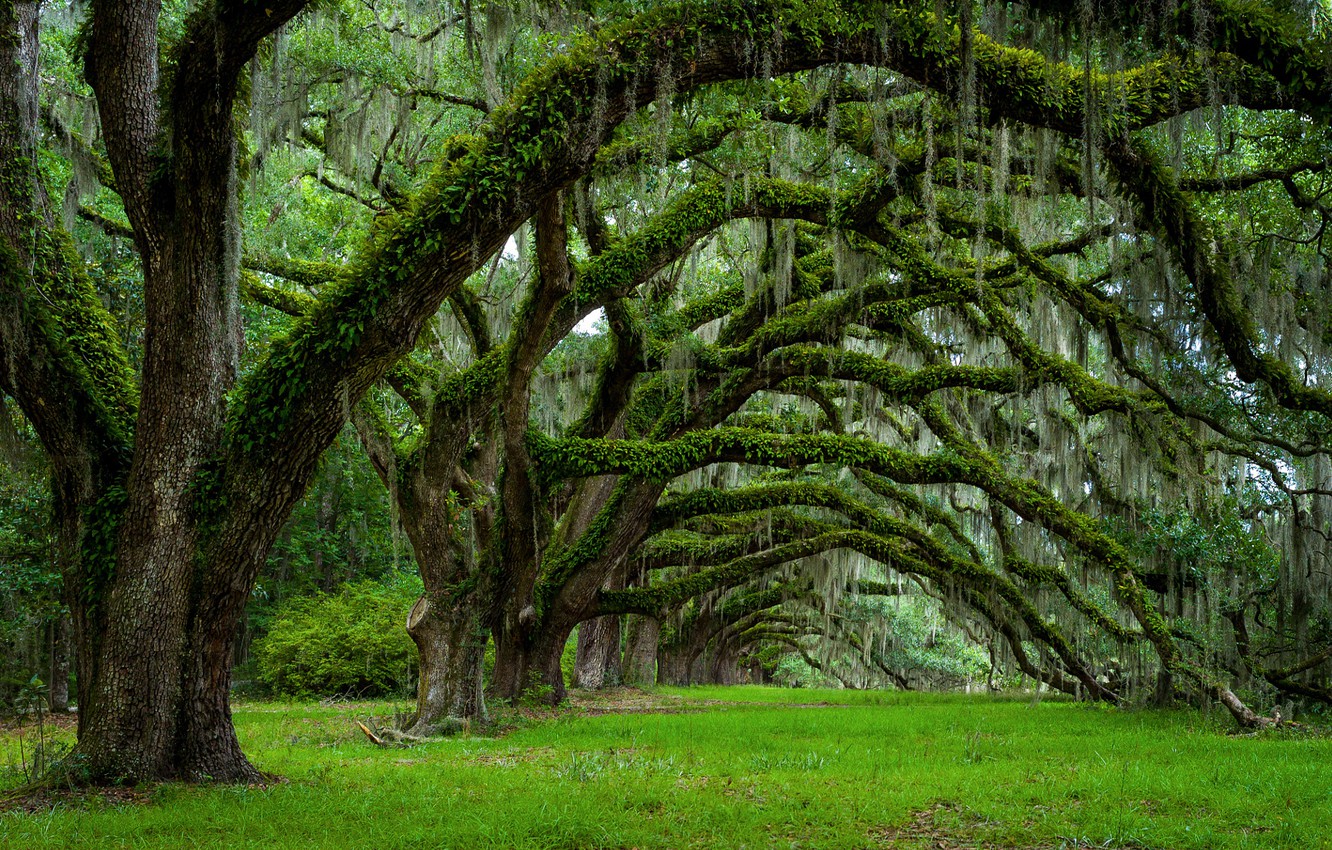 South Carolina State Wallpapers