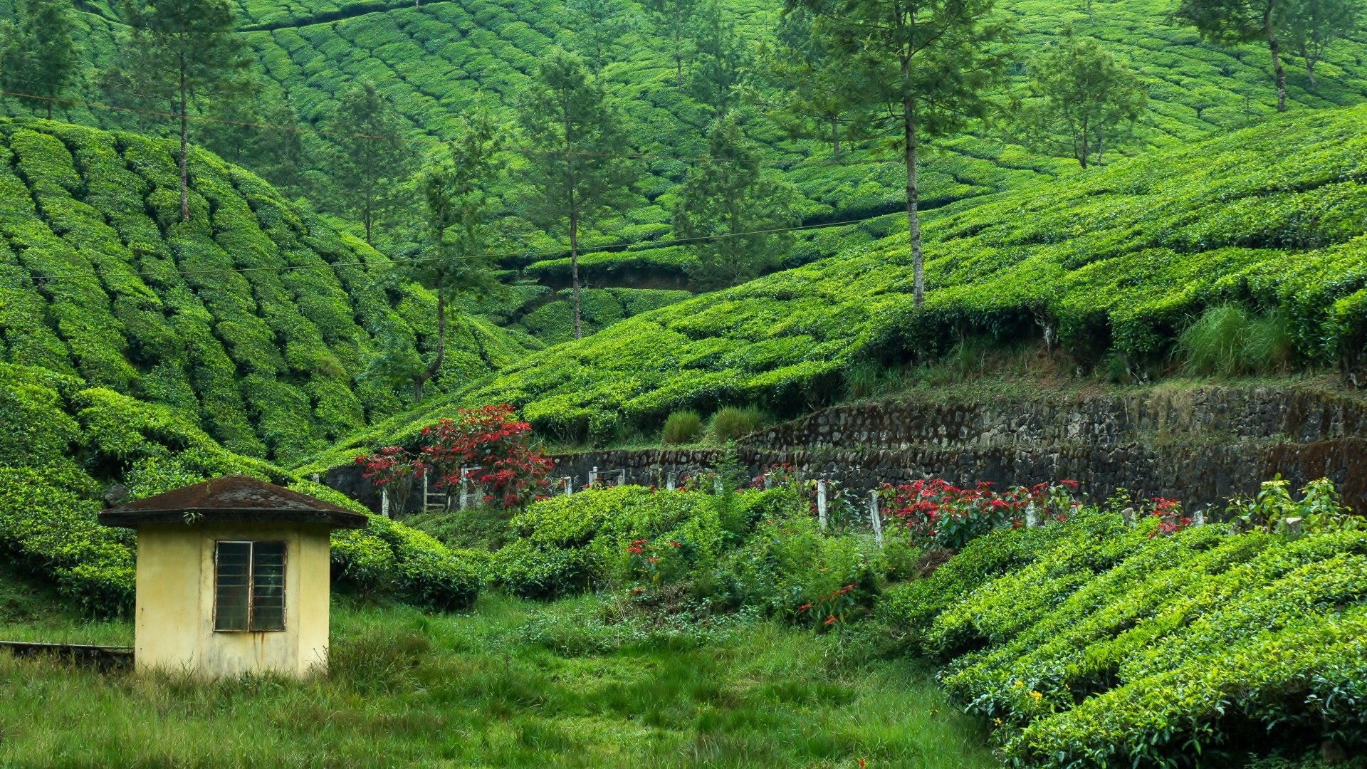 Tea Plantation Wallpapers