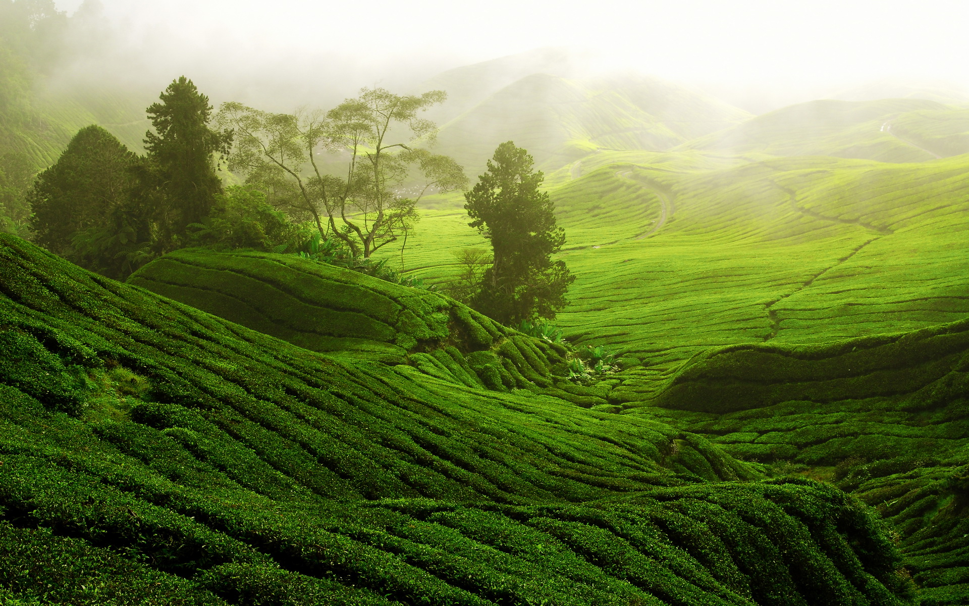 Tea Plantation Wallpapers