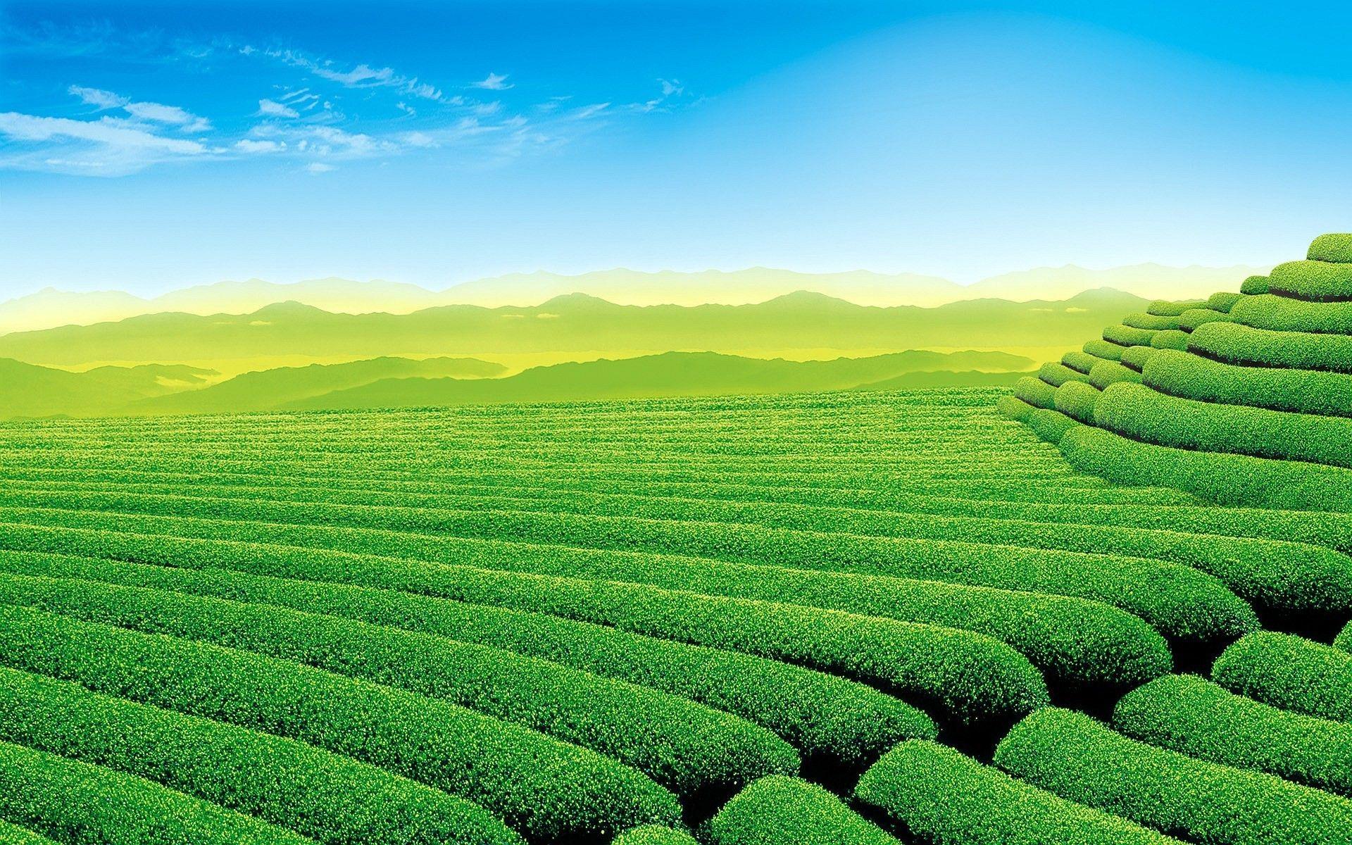 Tea Plantation Wallpapers