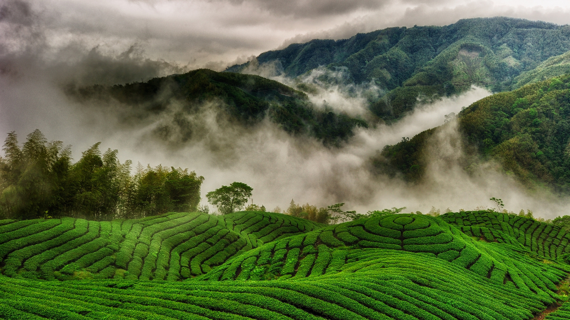 Tea Plantation Wallpapers