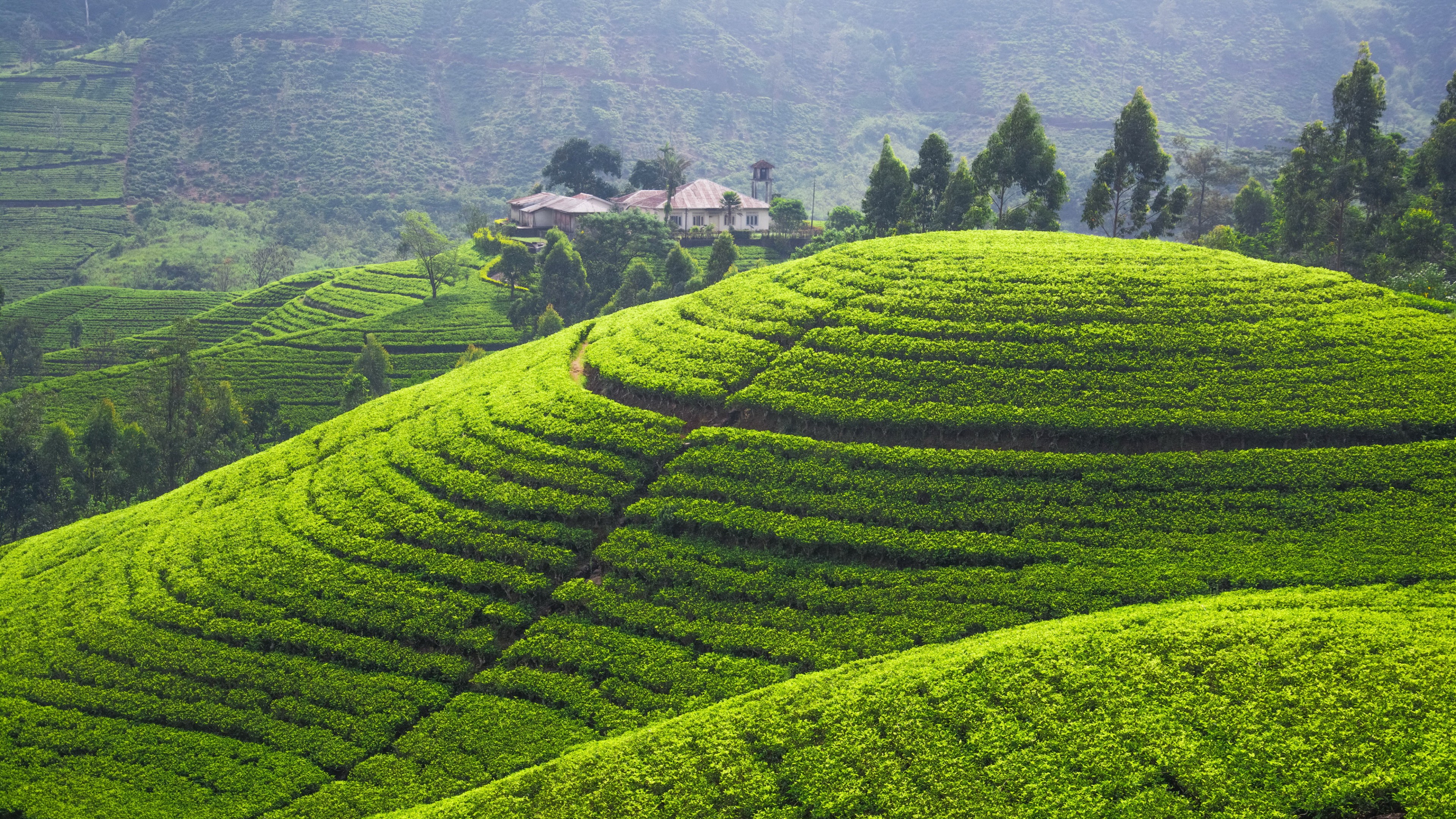 Tea Plantation Wallpapers