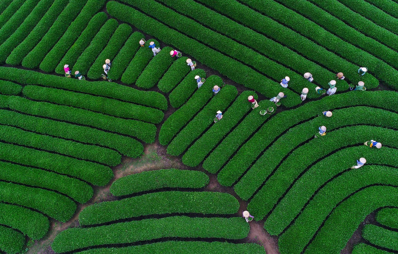 Tea Plantation Wallpapers