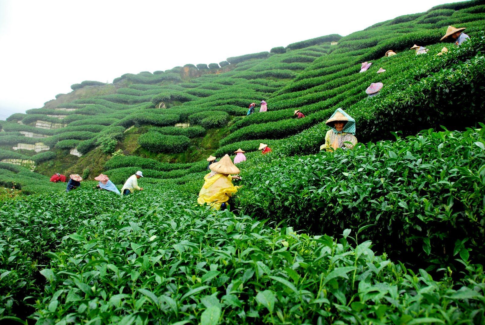 Tea Plantation Wallpapers