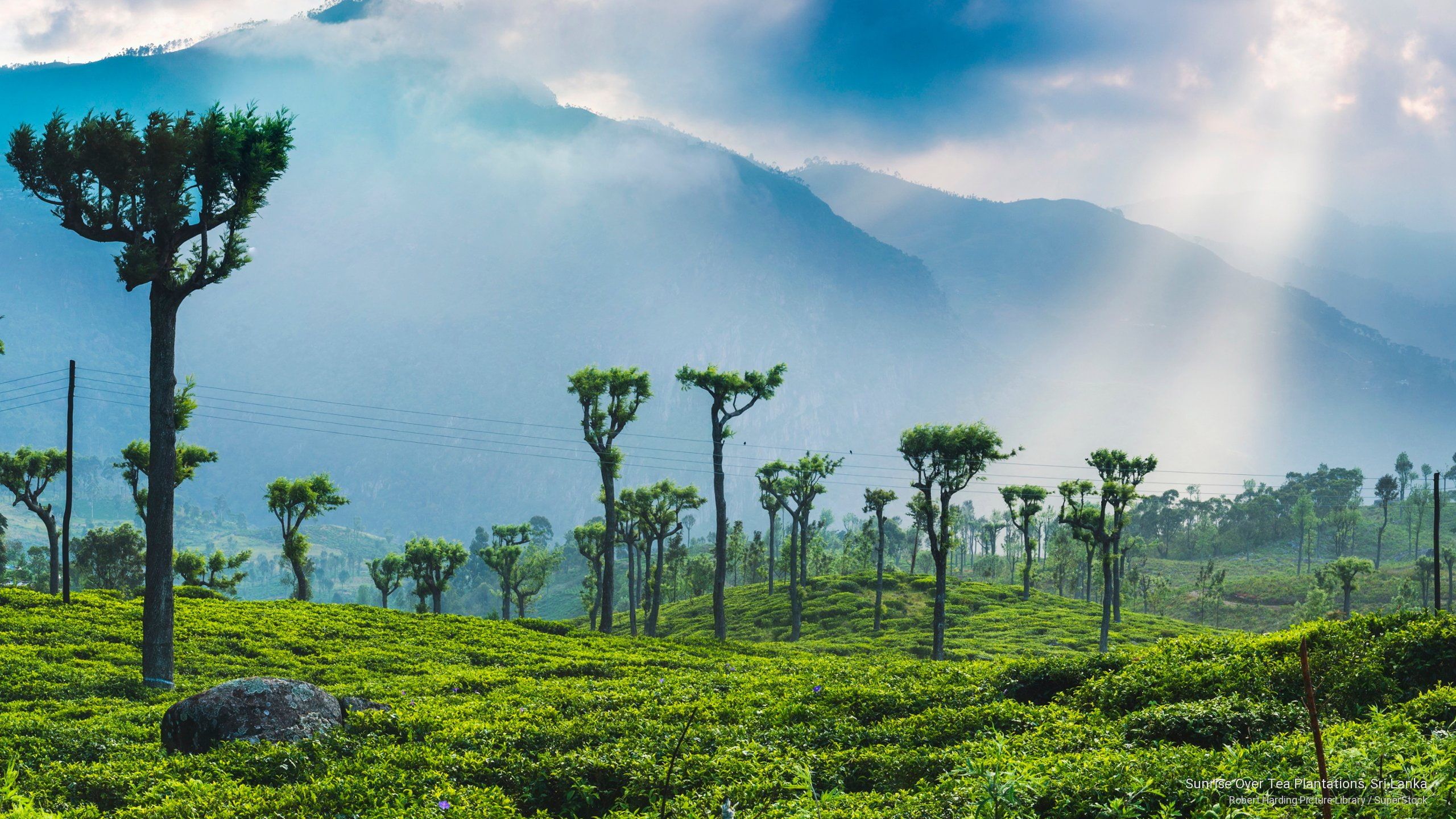 Tea Plantation Wallpapers