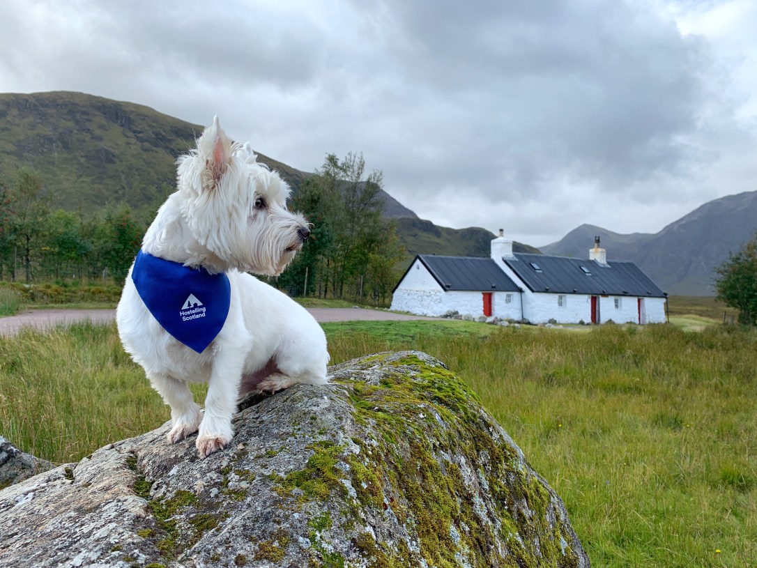 The Great Shepherd Of The Glens In Glencoe Wallpapers