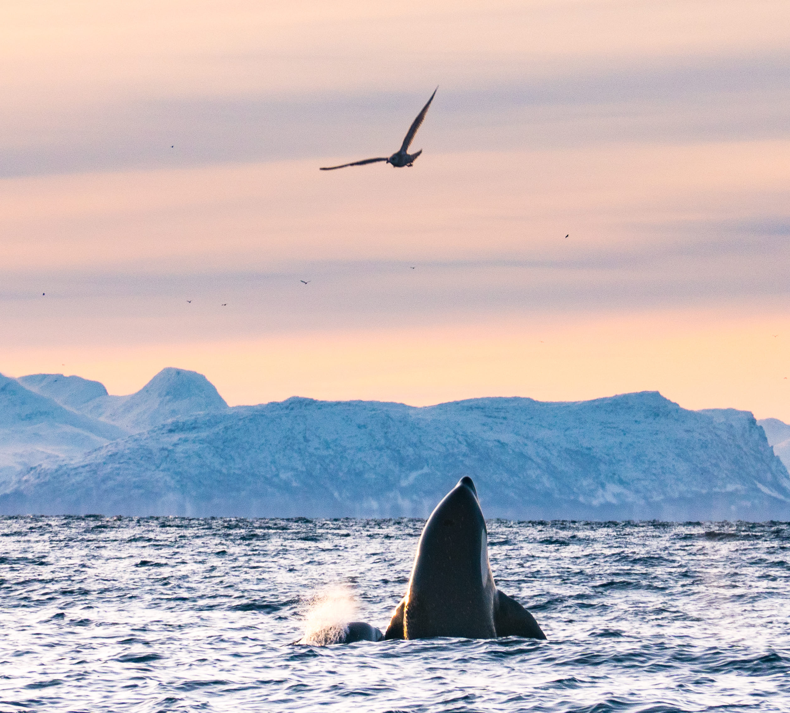 The Whale Norway Wallpapers