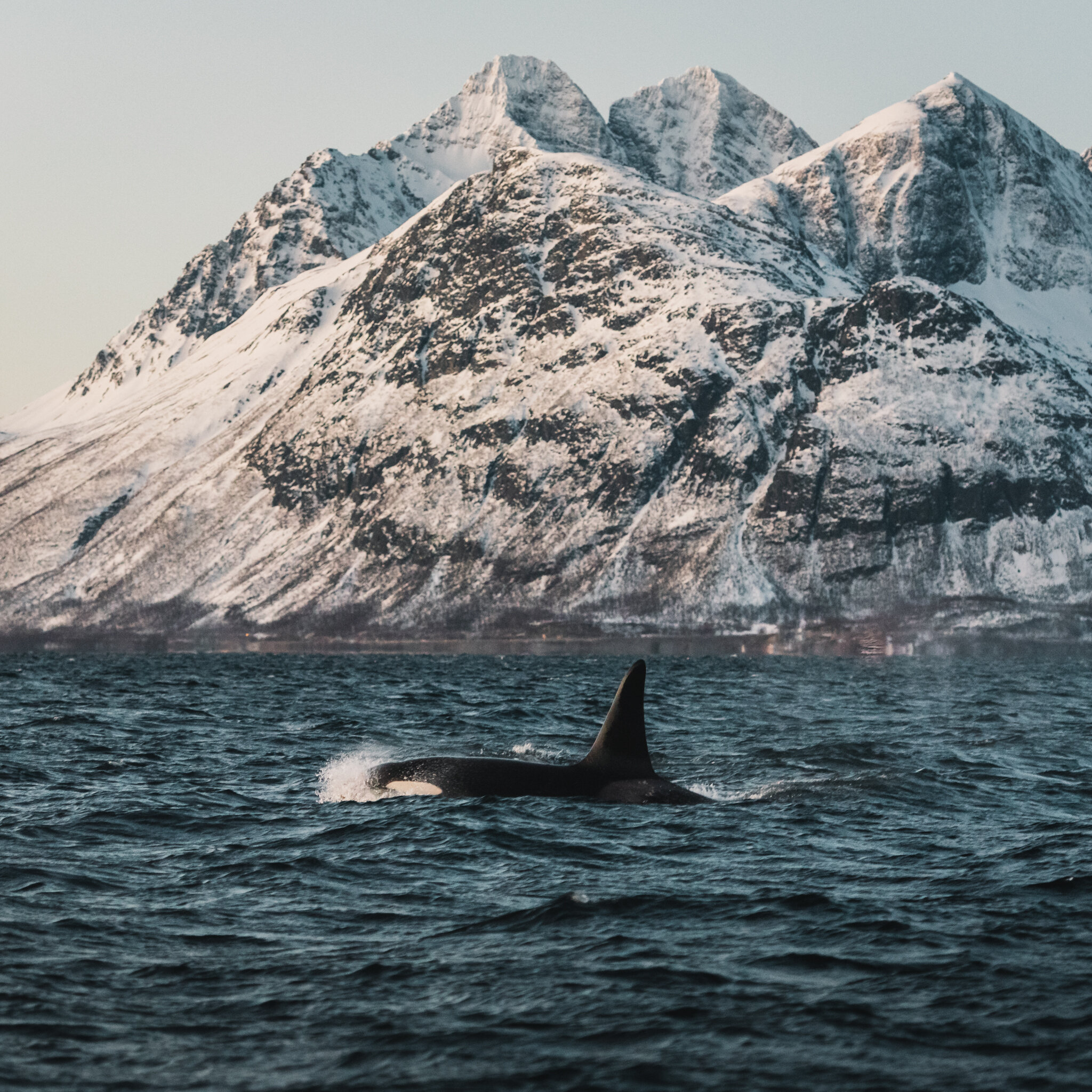 The Whale Norway Wallpapers