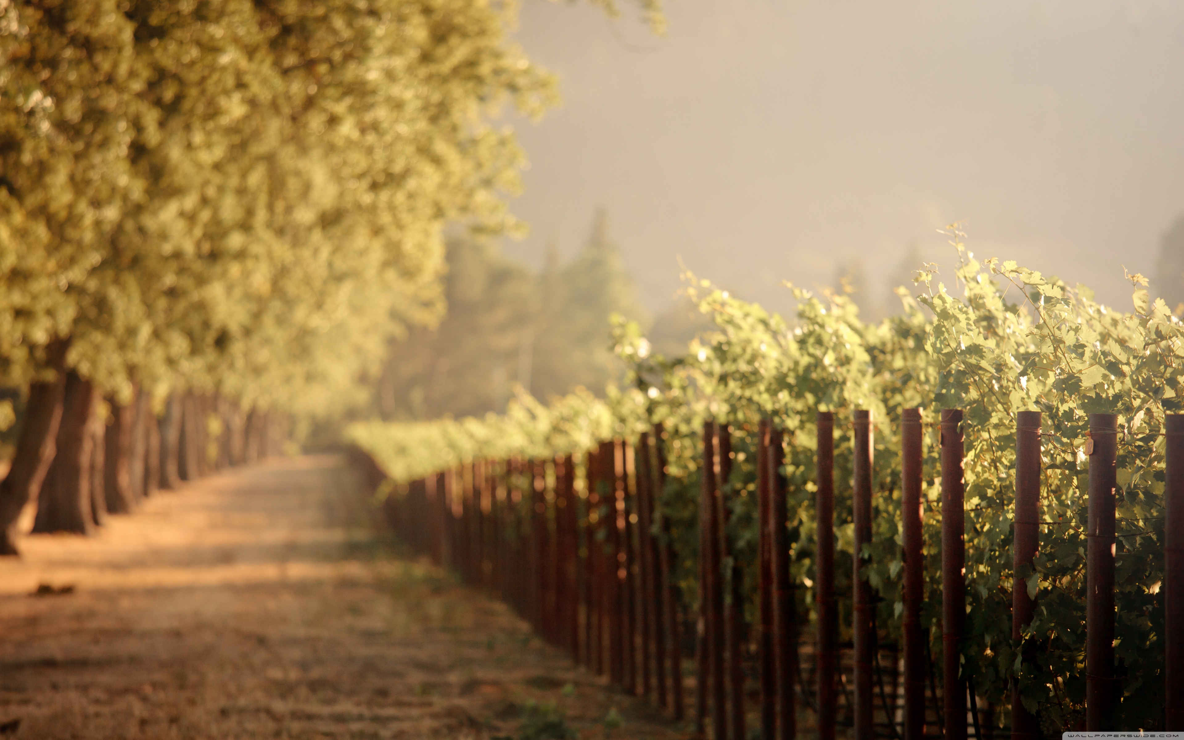 Vineyard Wallpapers