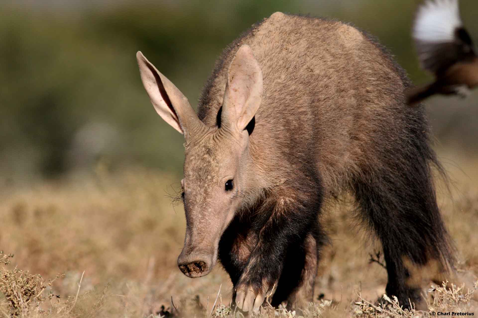 Aardvark Wallpapers