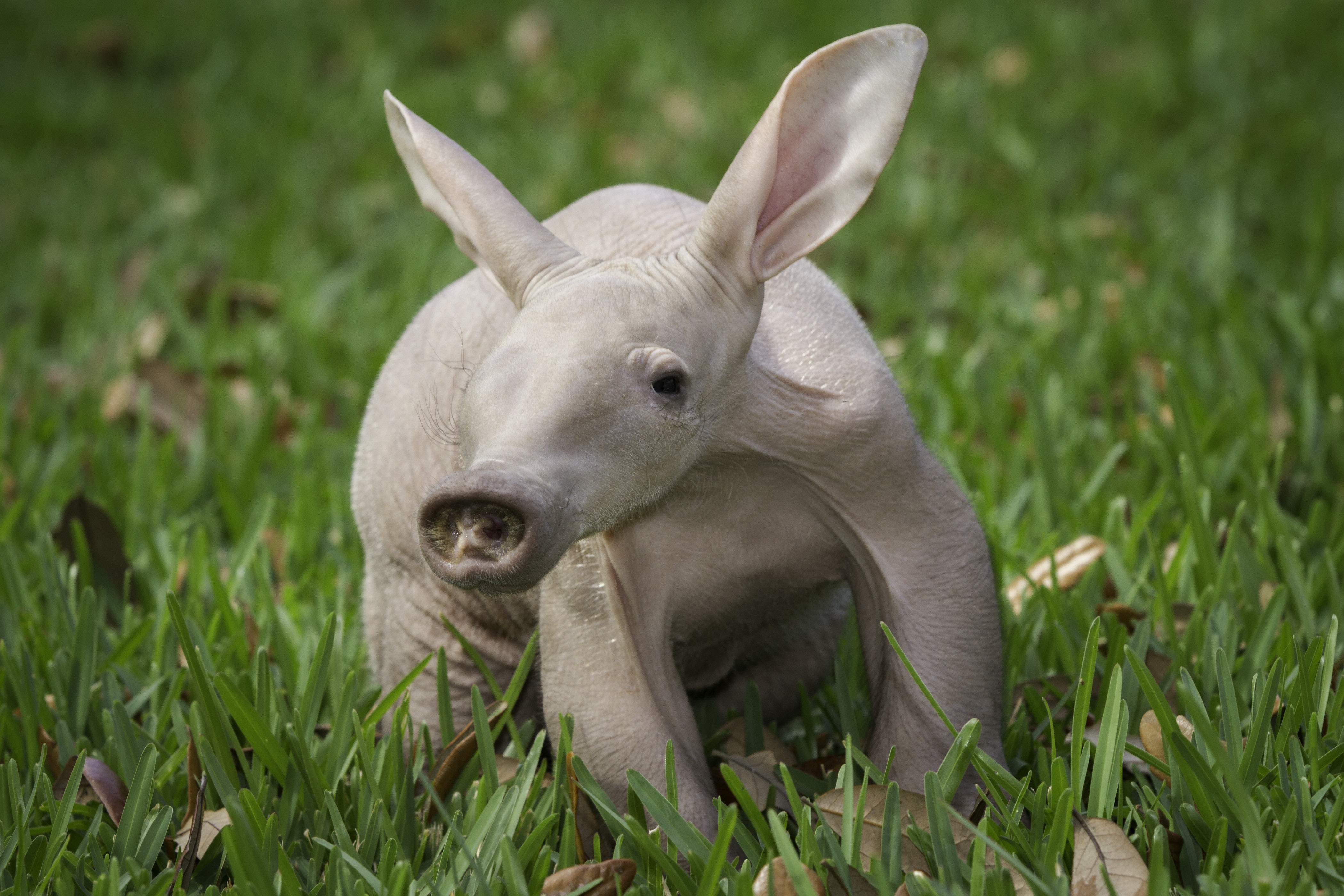 Aardvark Wallpapers