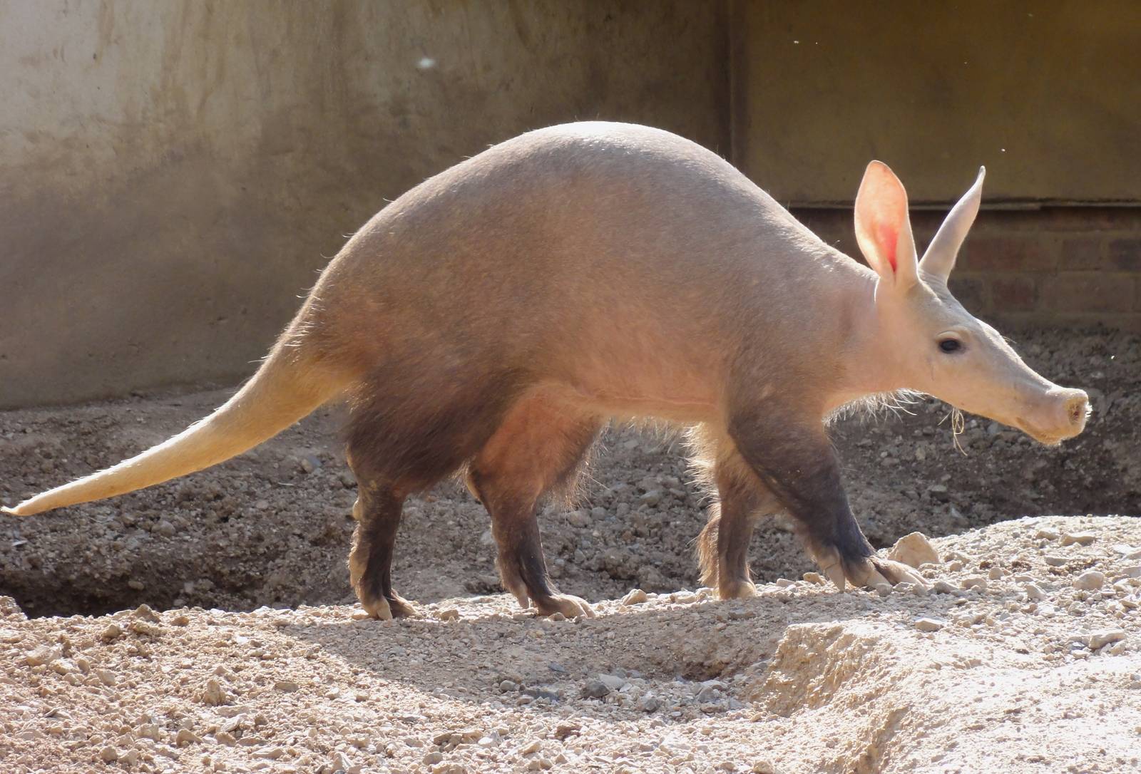 Aardvark Wallpapers