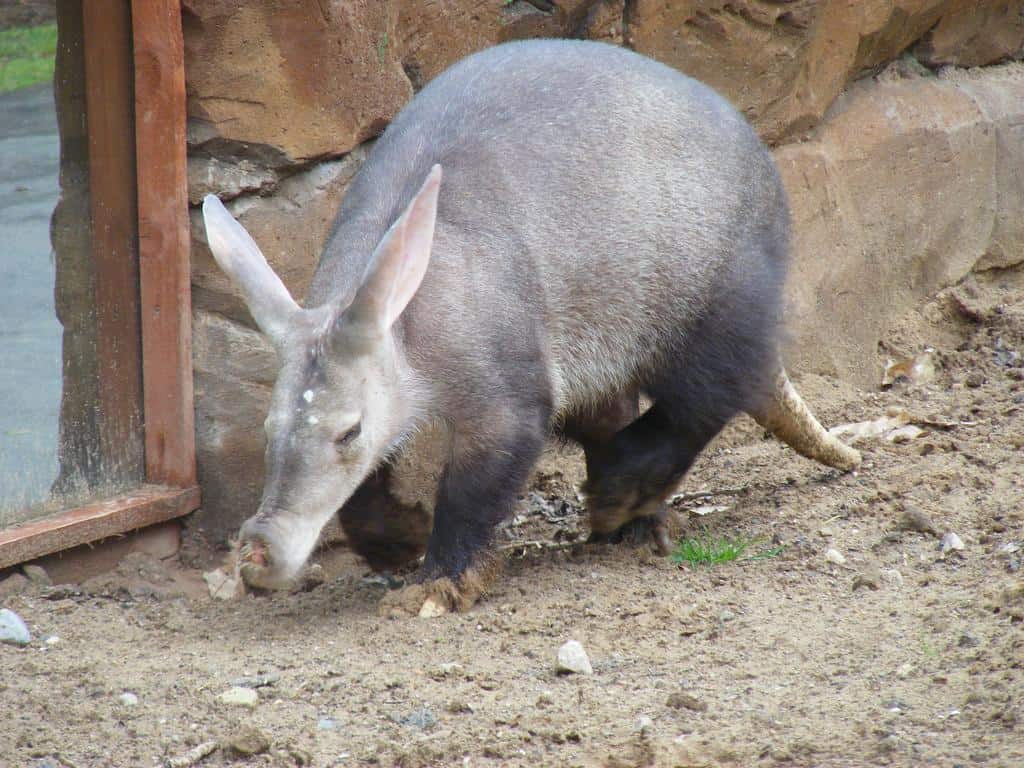 Aardvark Wallpapers