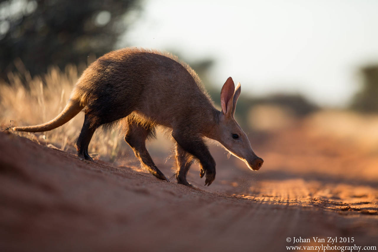 Aardvark Wallpapers