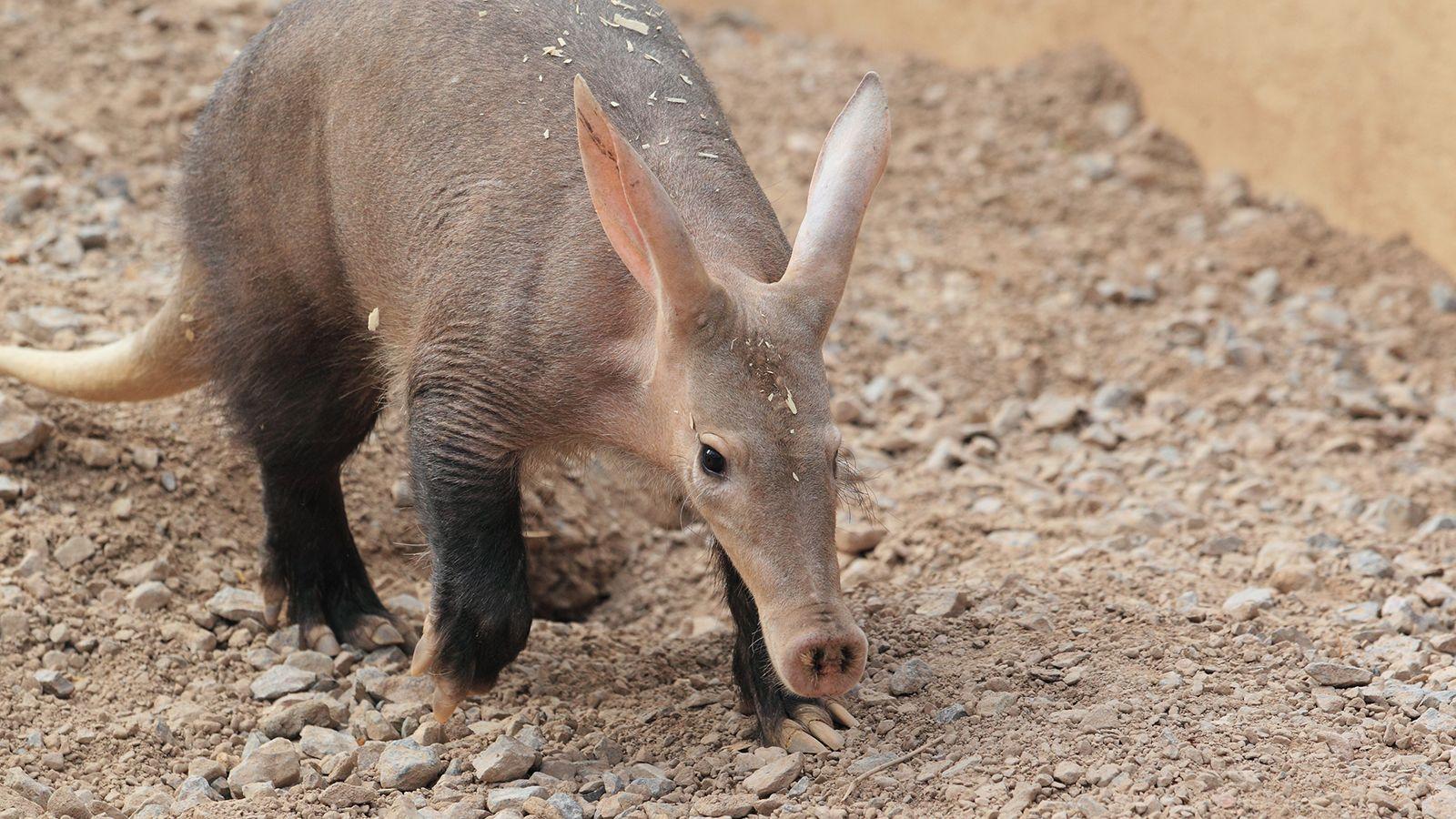 Aardvark Wallpapers