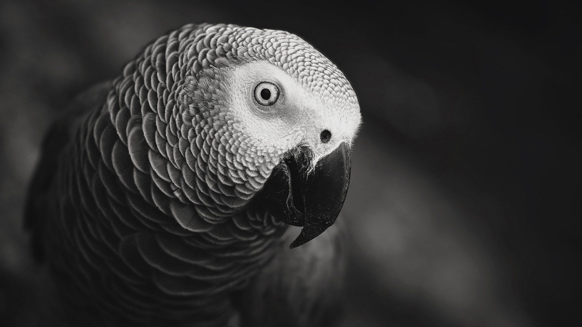 African Grey Parrot Wallpapers