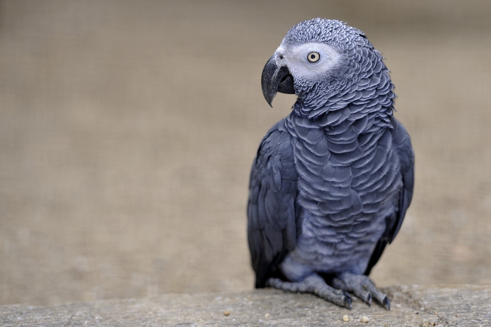 African Grey Parrot Wallpapers