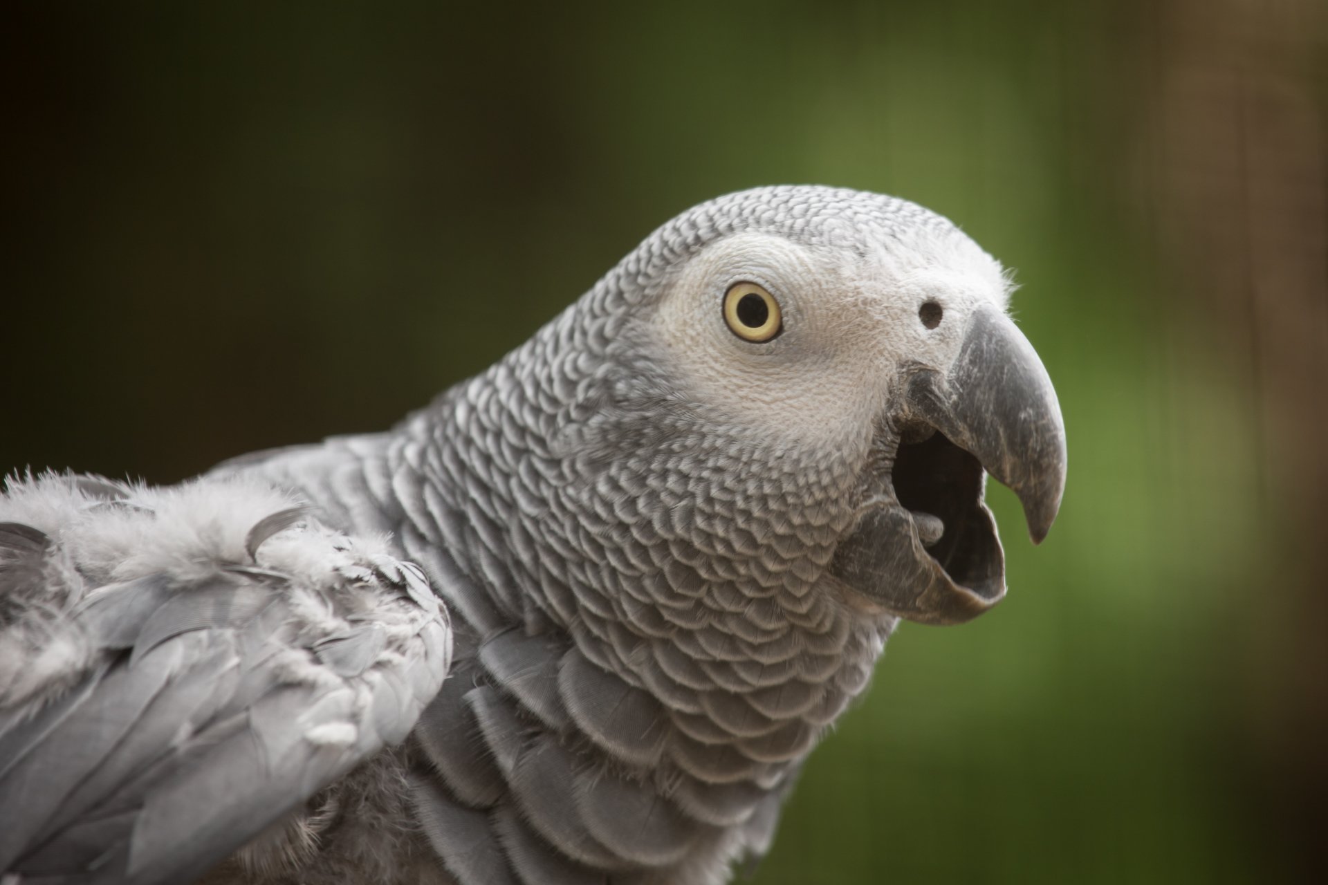 African Grey Parrot Wallpapers