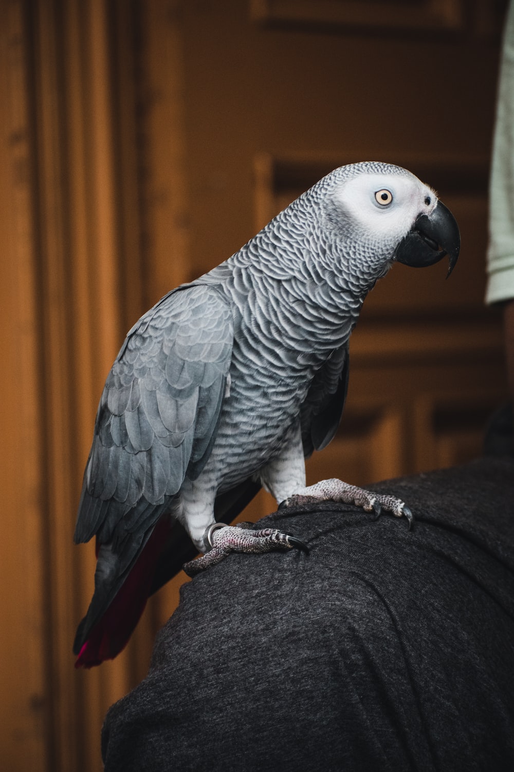 African Grey Parrot Wallpapers