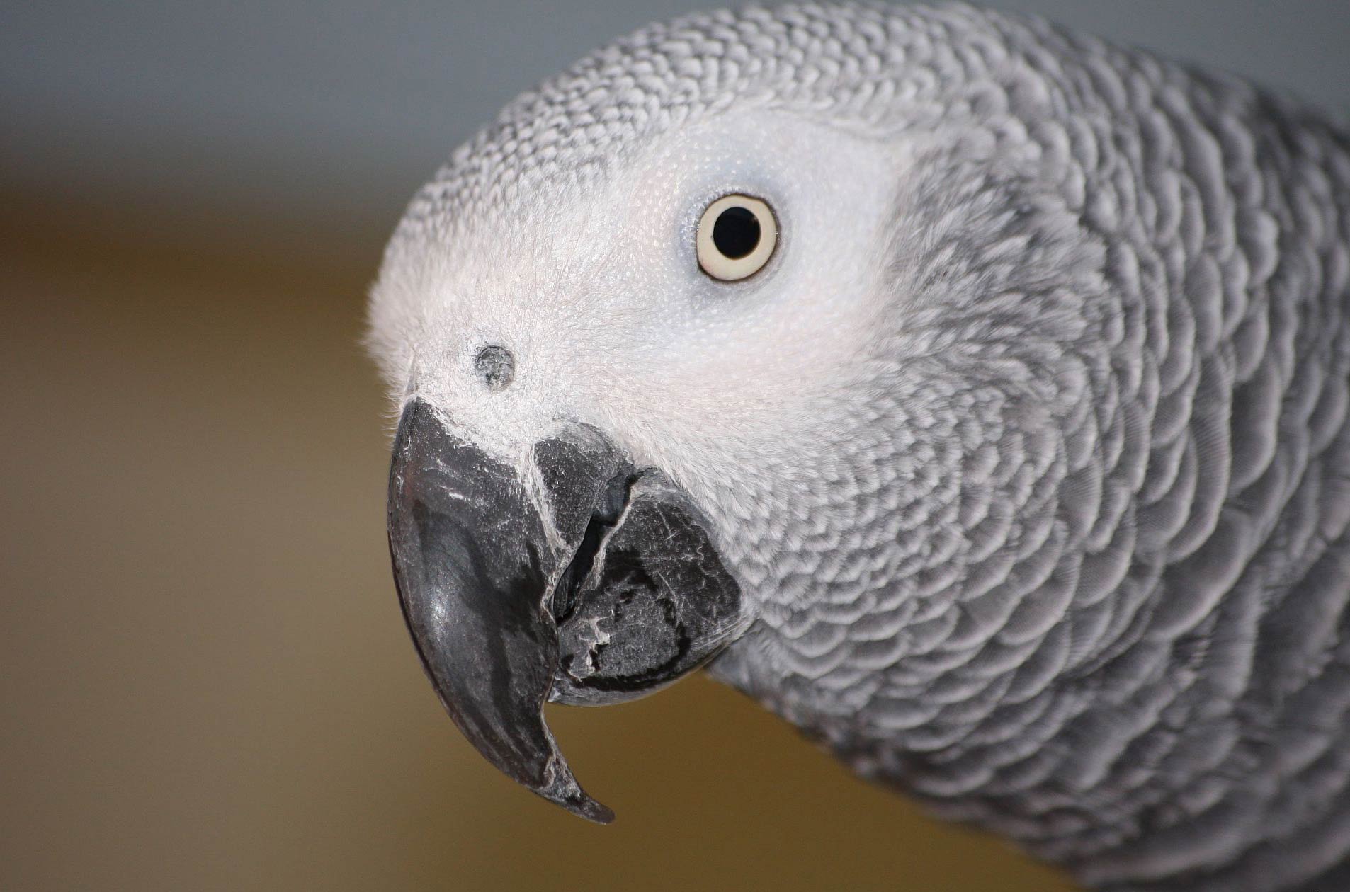 African Grey Parrot Wallpapers