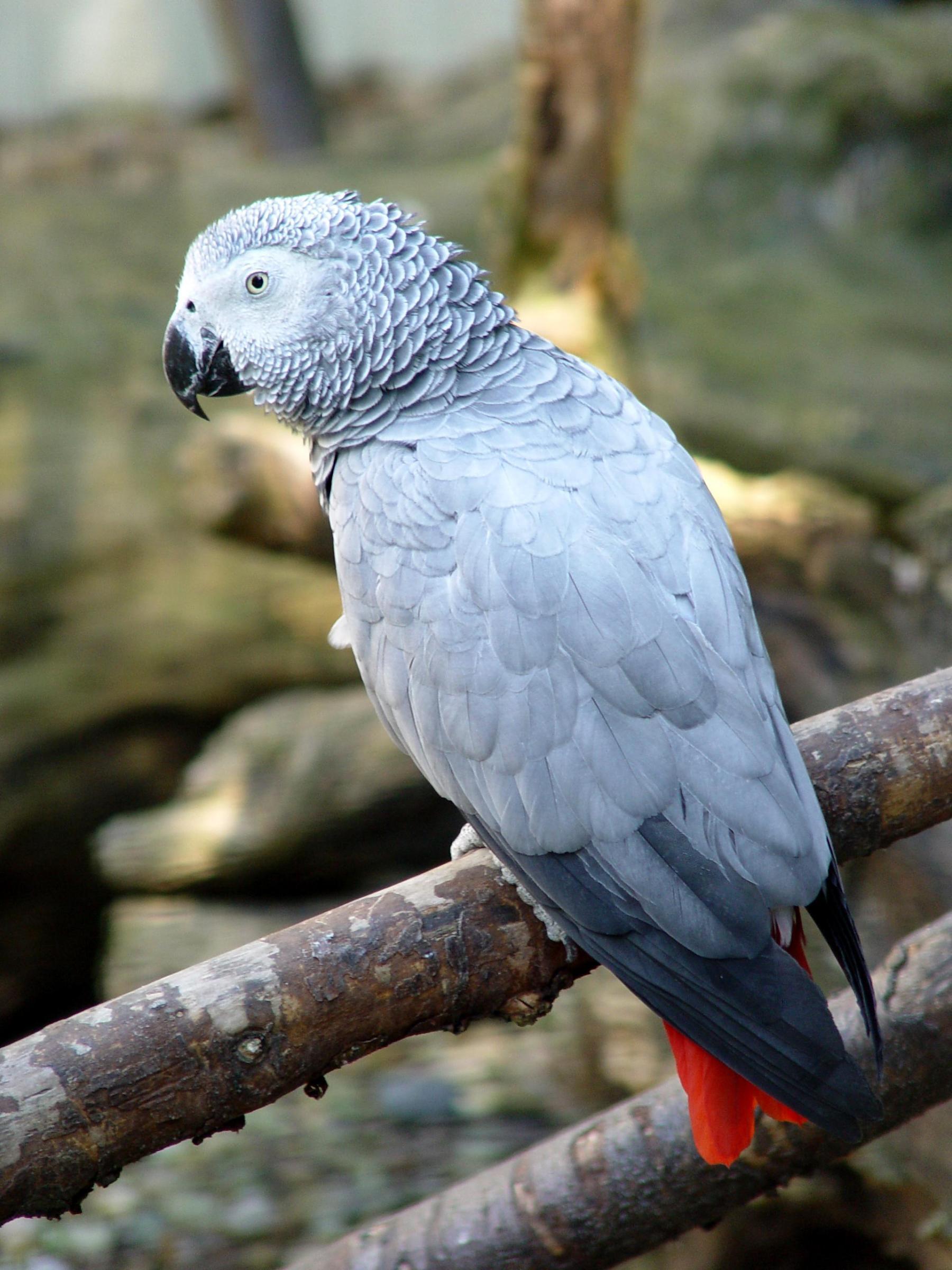 African Grey Parrot Wallpapers