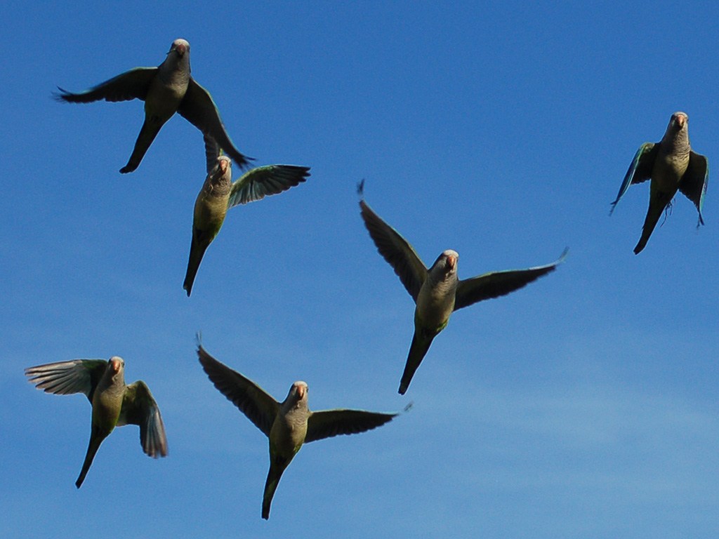 African Grey Parrot Wallpapers