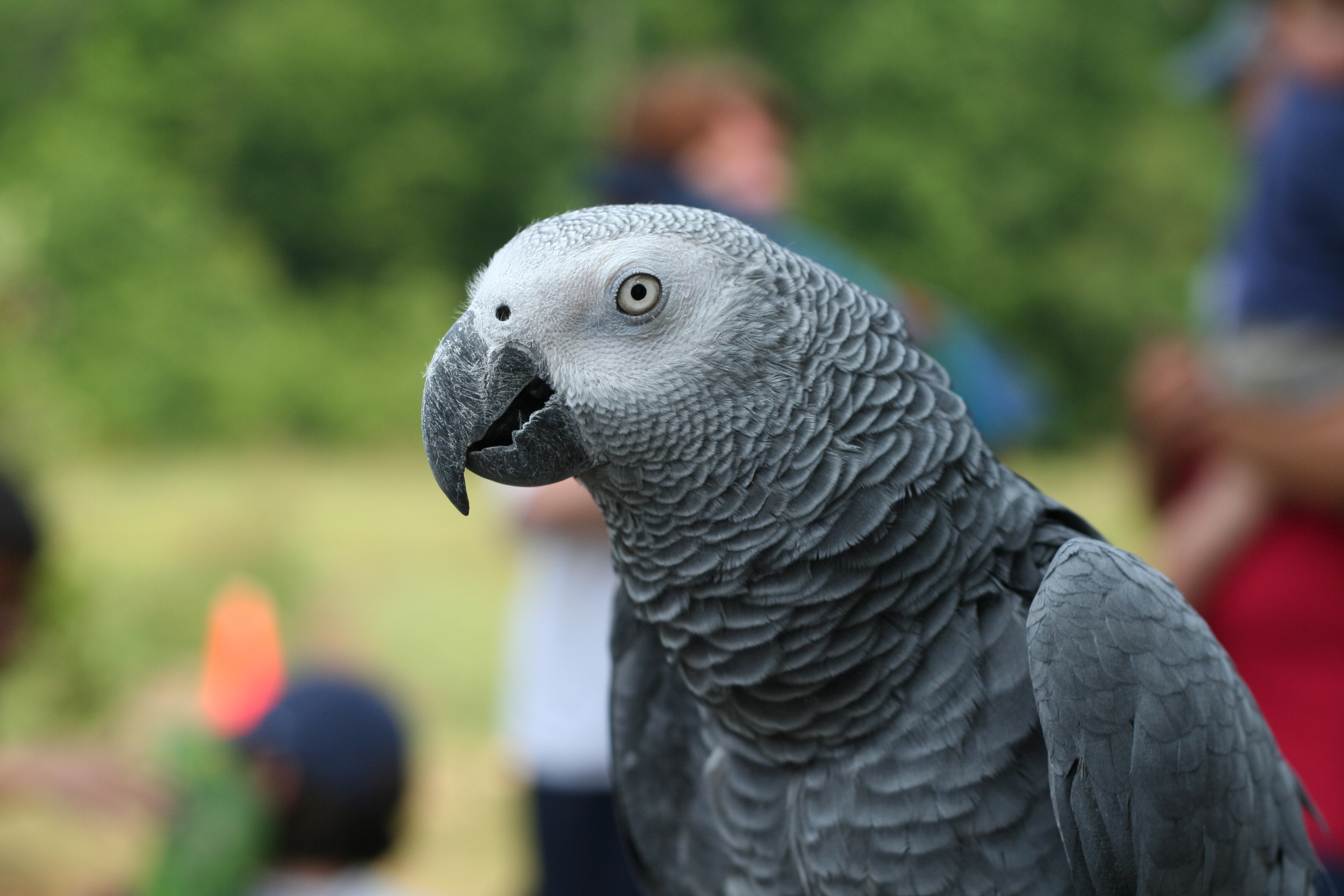 African Grey Parrot Wallpapers