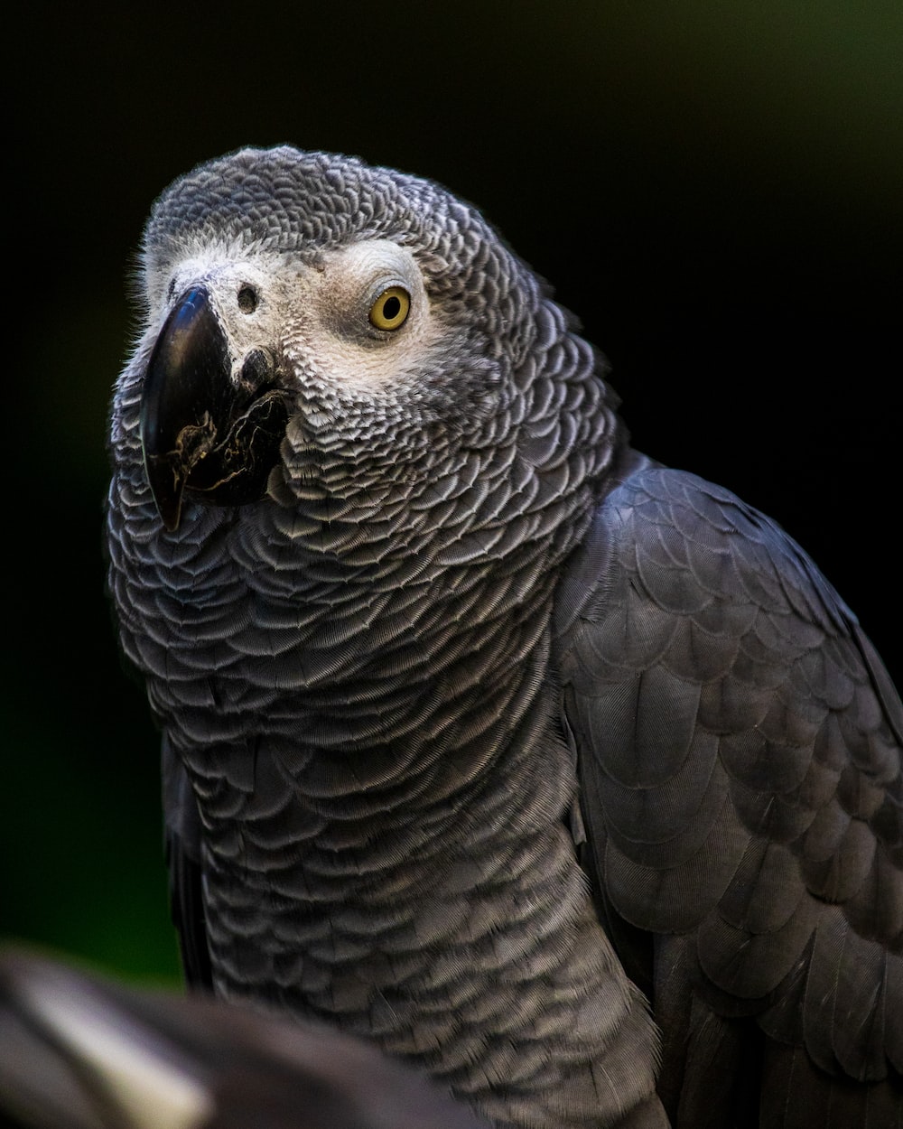 African Grey Parrot Wallpapers