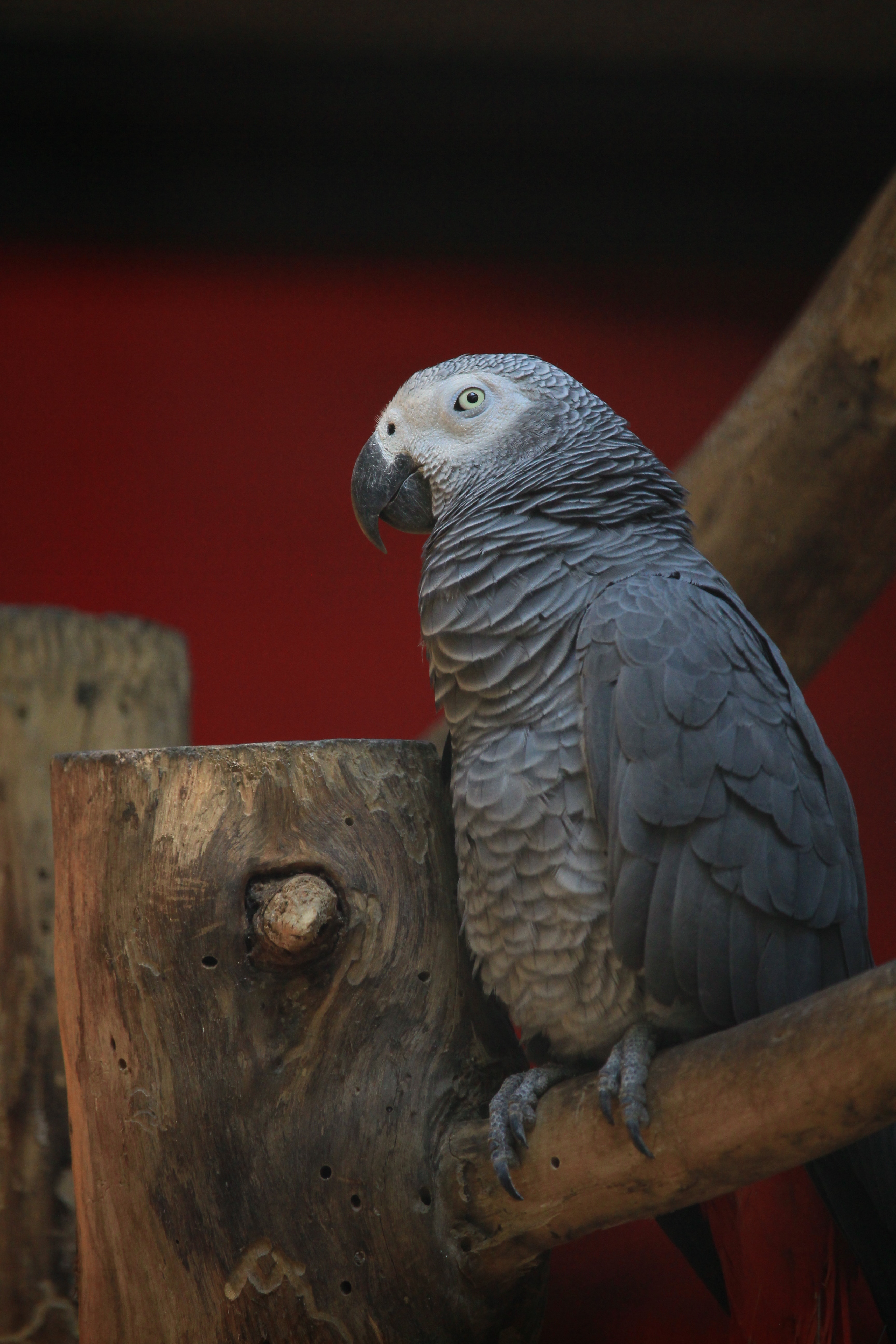 African Grey Parrot Wallpapers