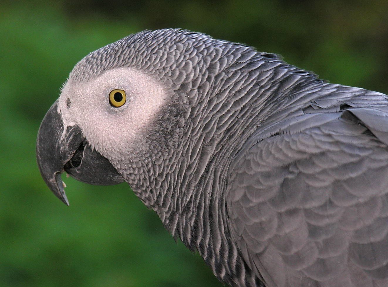 African Grey Parrot Wallpapers