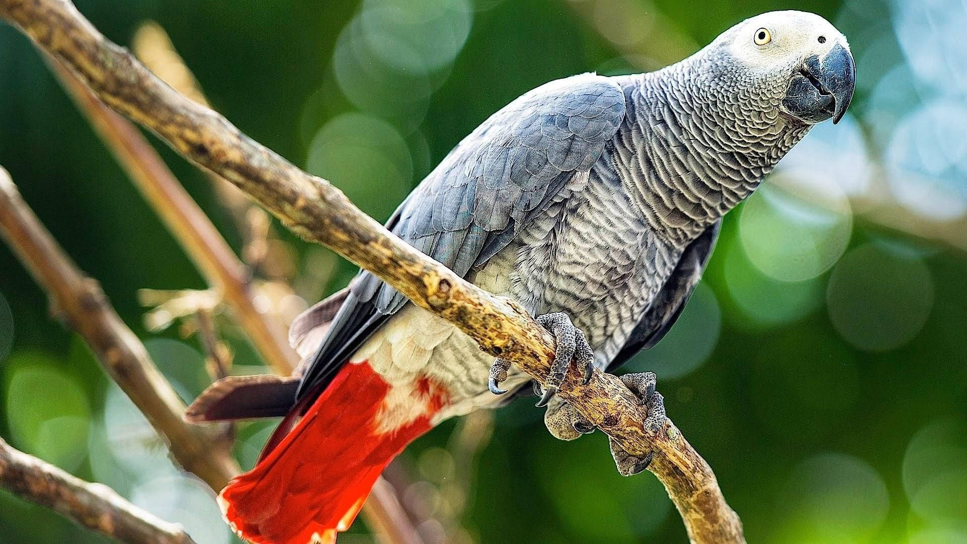 African Grey Parrot Wallpapers