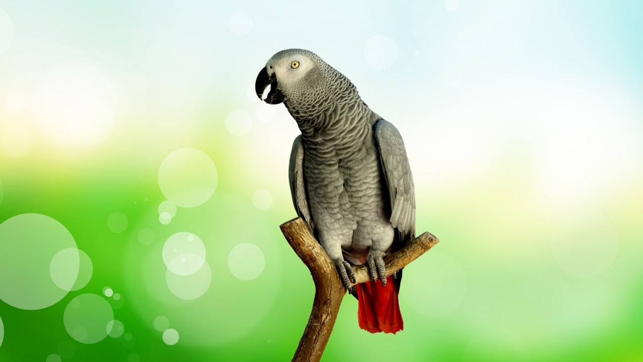 African Grey Parrot Wallpapers