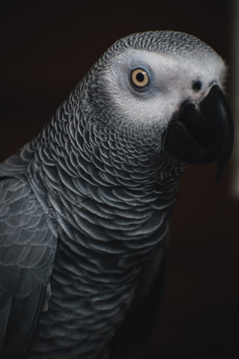 African Grey Parrot Wallpapers