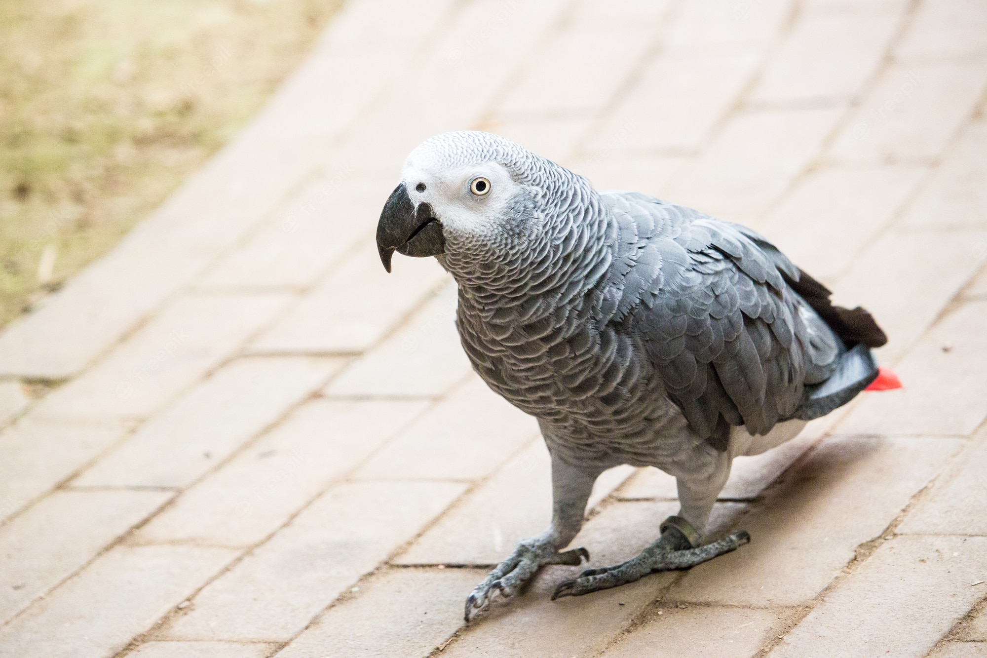 African Grey Parrot Wallpapers