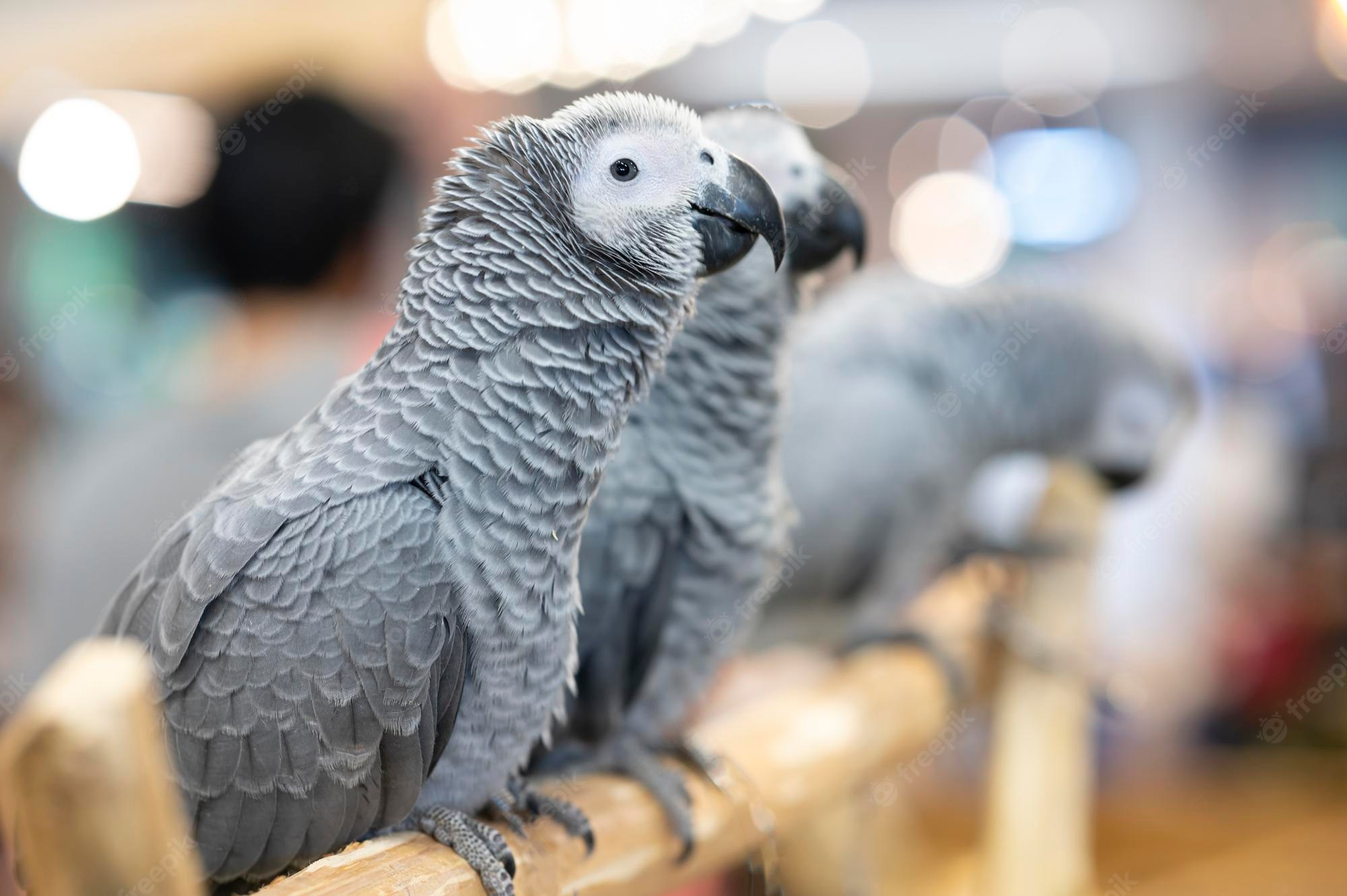 African Grey Parrot Wallpapers