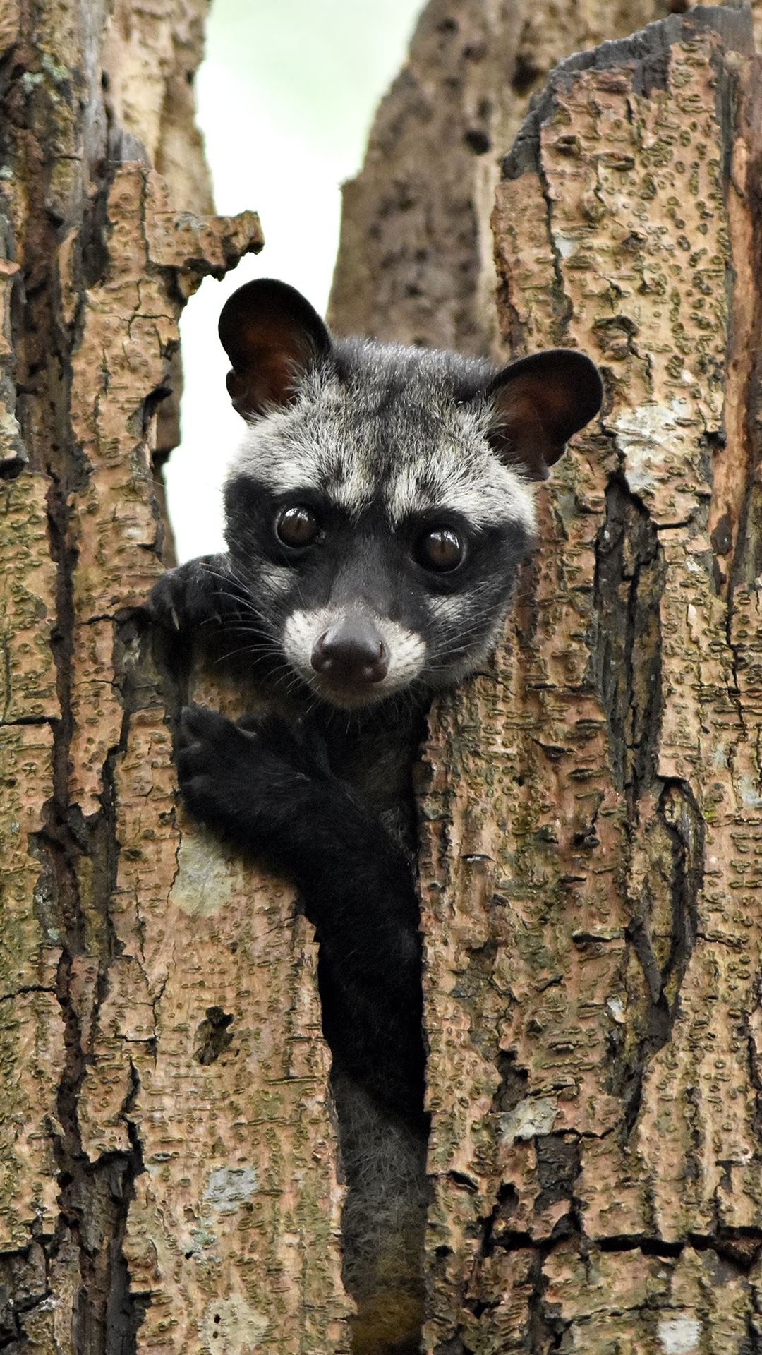 African Palm Civet Wallpapers