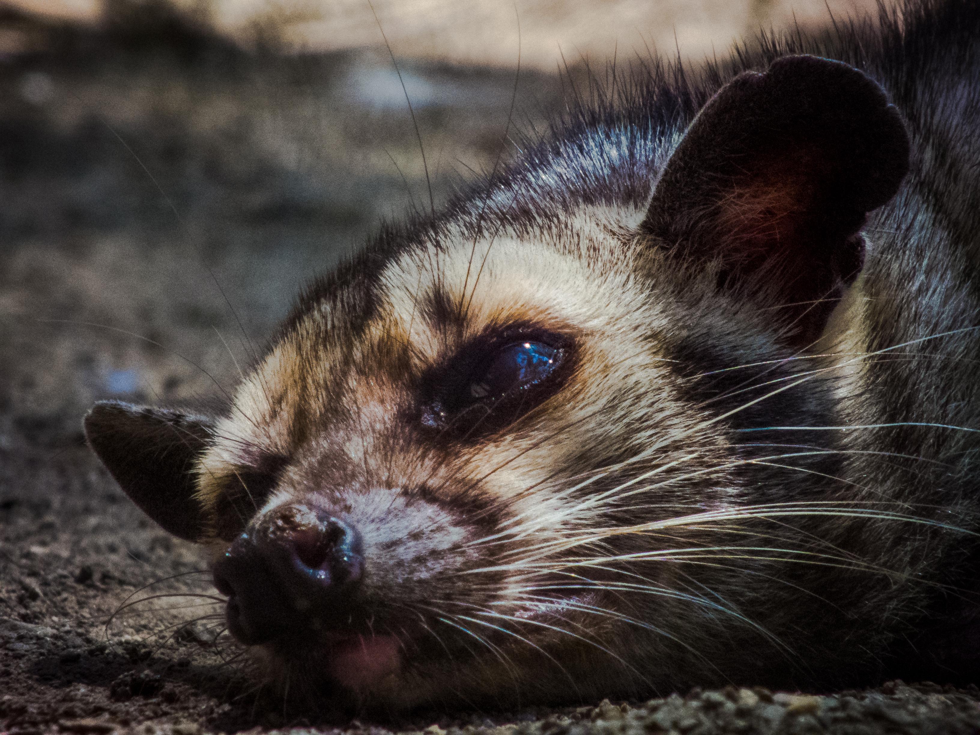 African Palm Civet Wallpapers