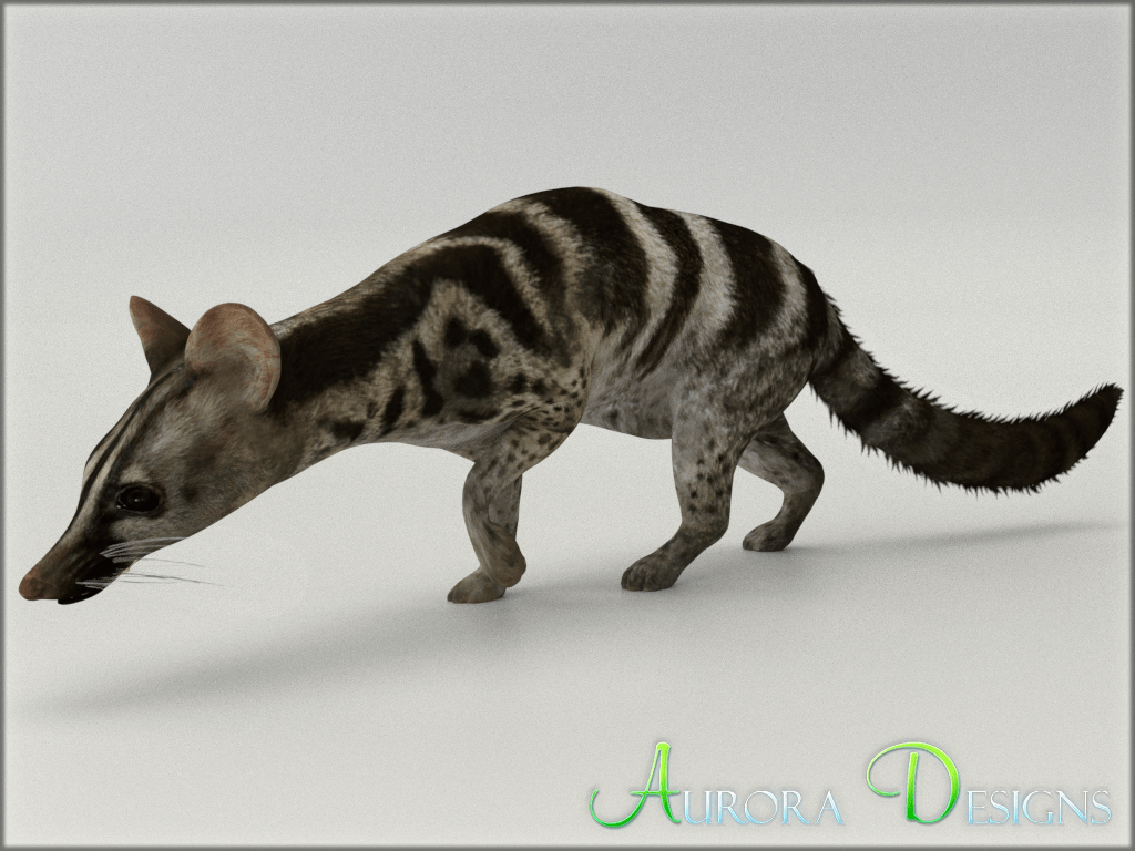 African Palm Civet Wallpapers