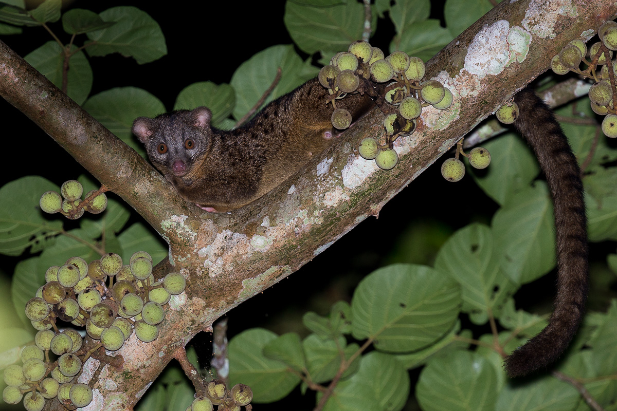 African Palm Civet Wallpapers