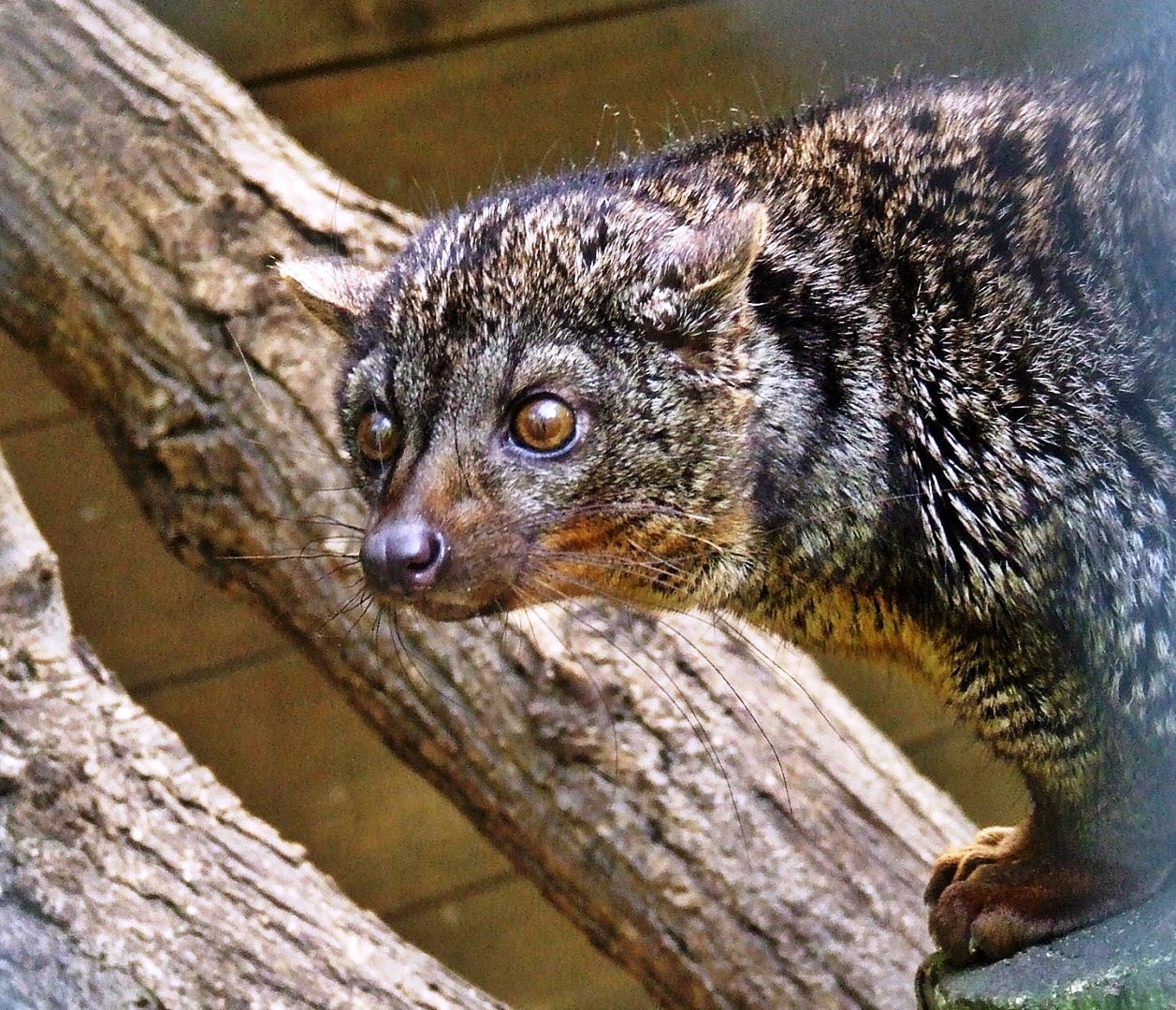 African Palm Civet Wallpapers