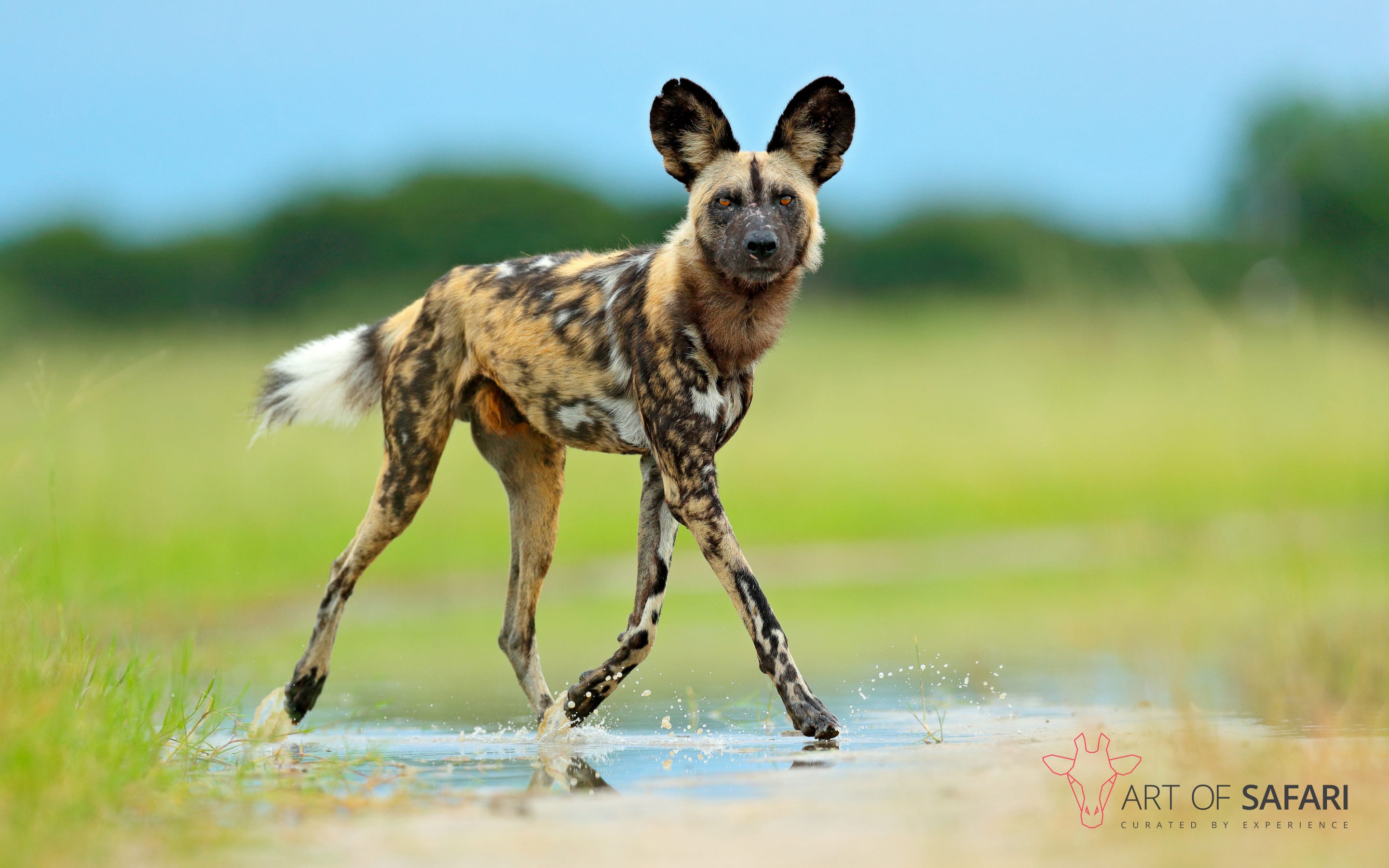 African Wild Dog Wallpapers